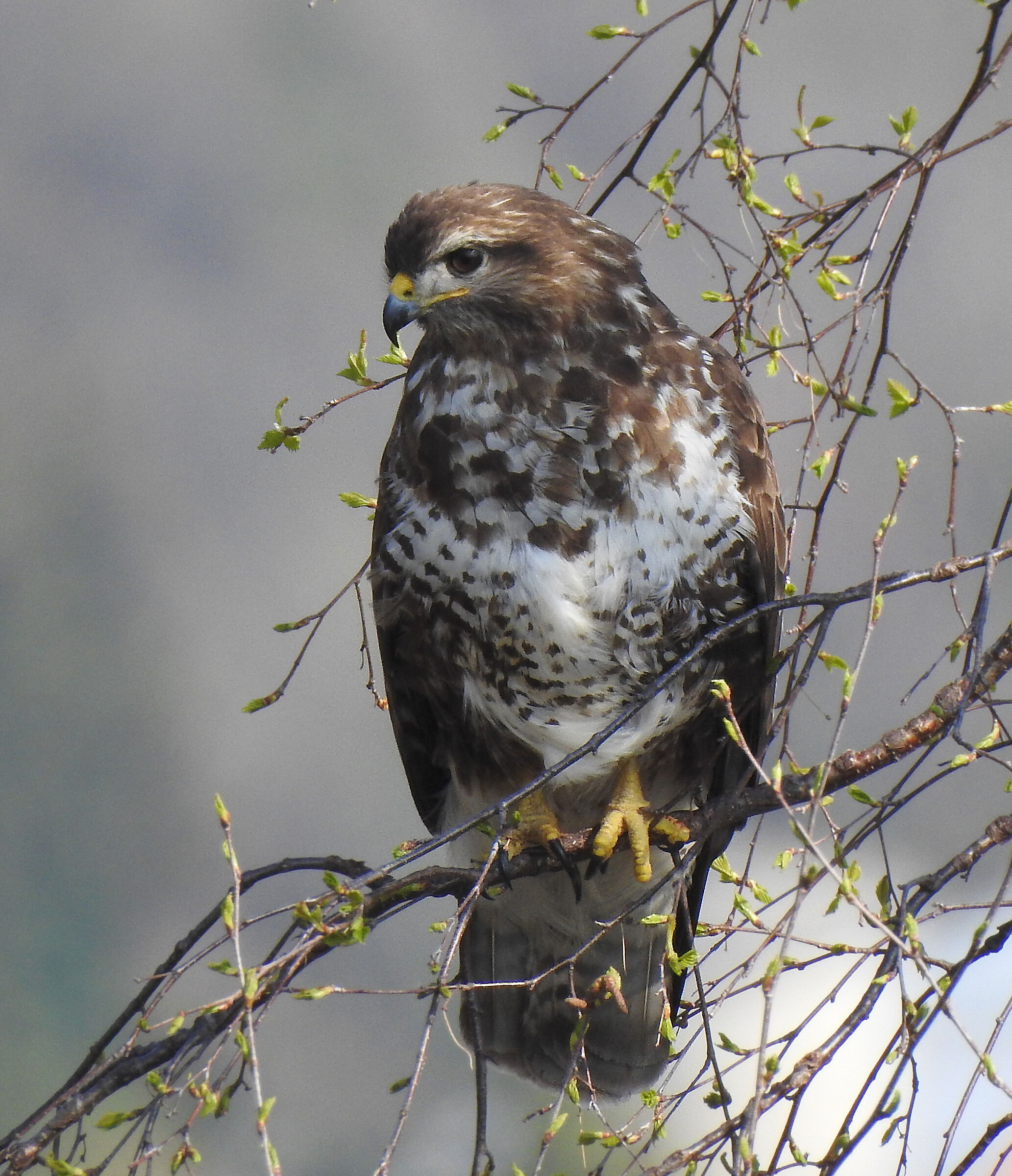 Poiana Buteo buteo