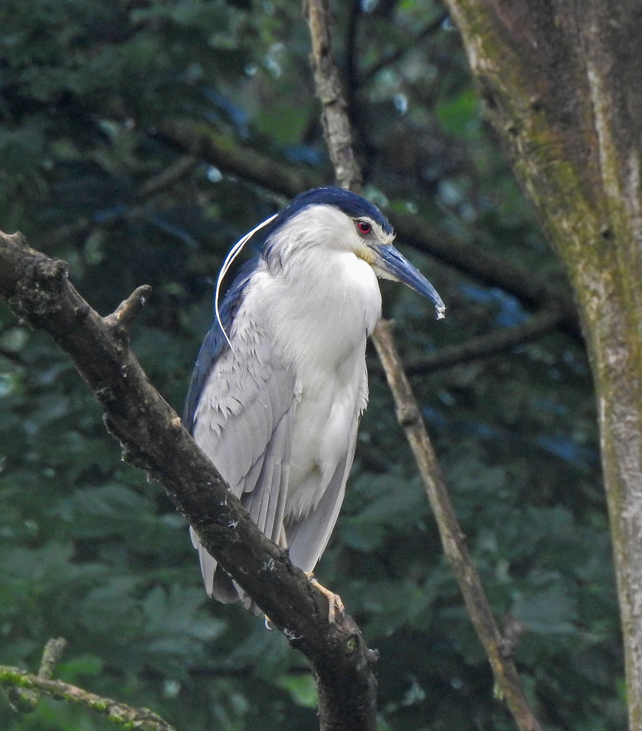 Nitticora Nycticorax nycticorax