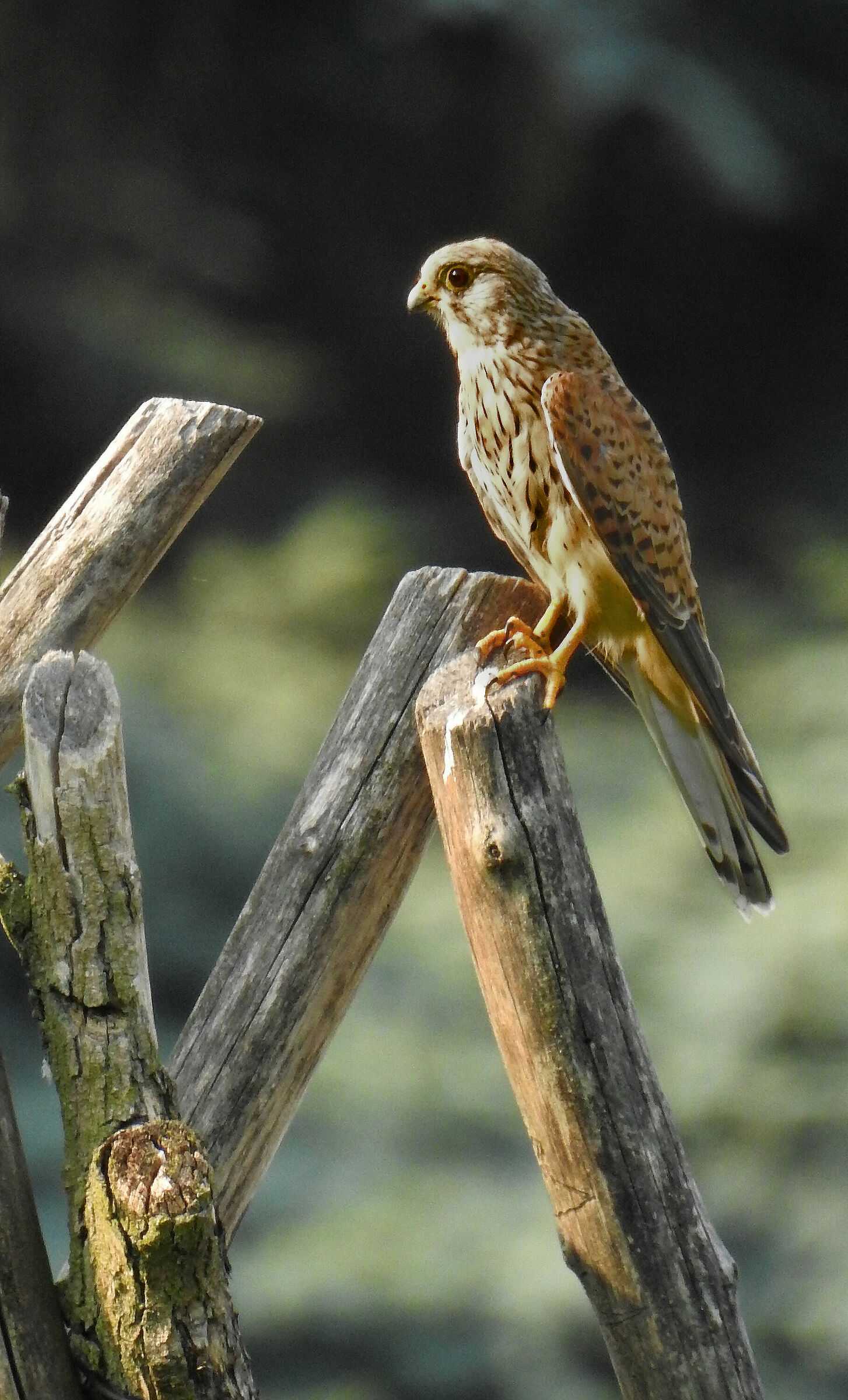 Gheppio Falco tinnunculus