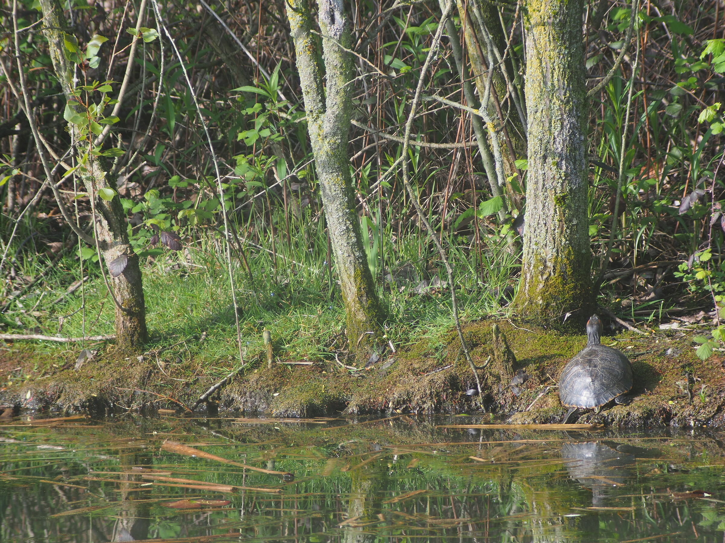 The Galapagos are here...