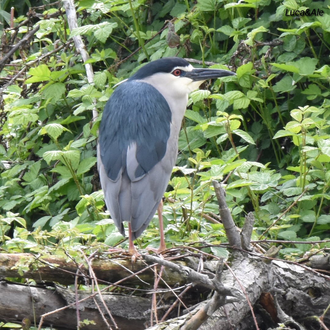 Night Heron