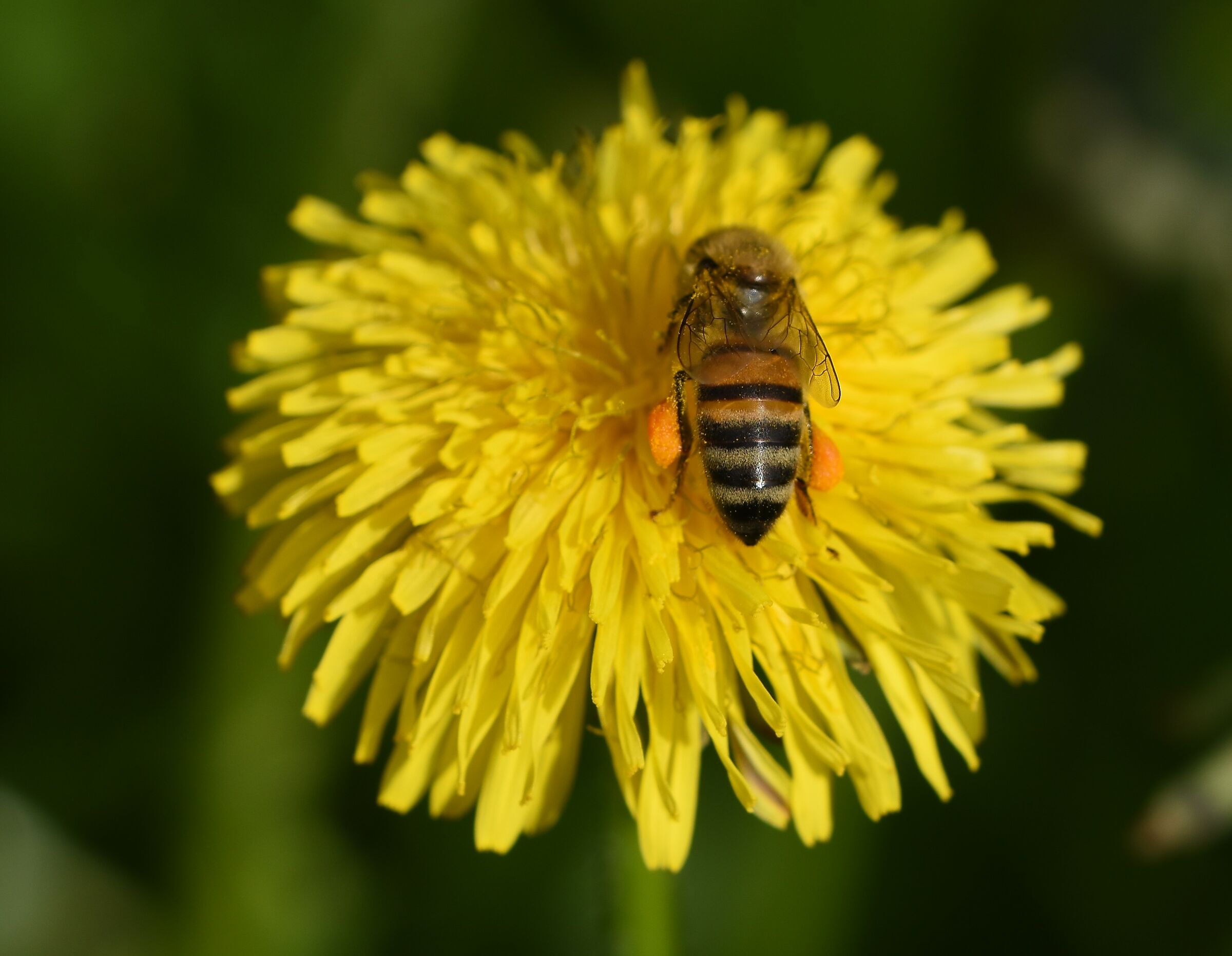 Bee with pollen