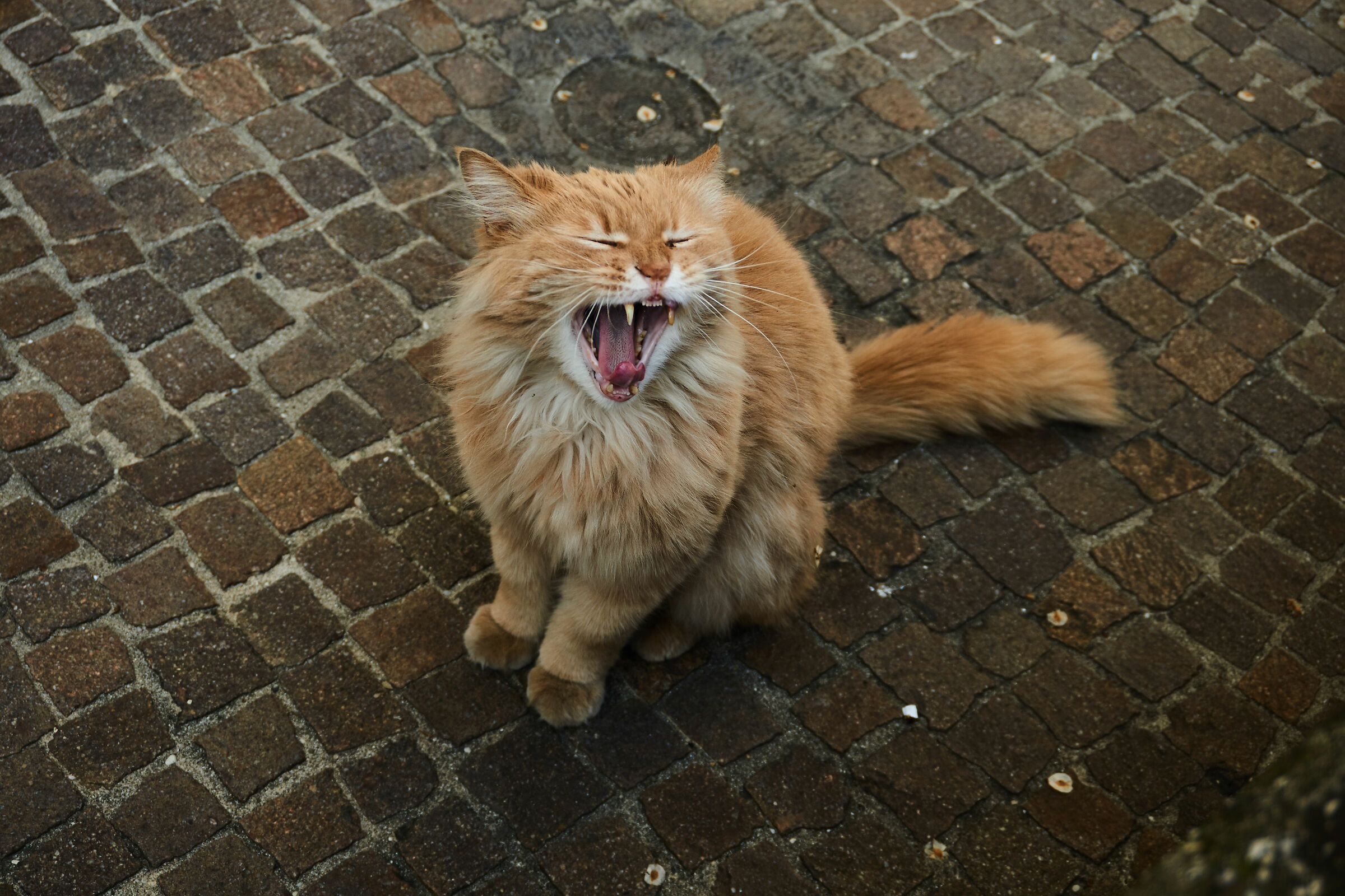 Eh eh non ci sono più i vicentini di una volta!