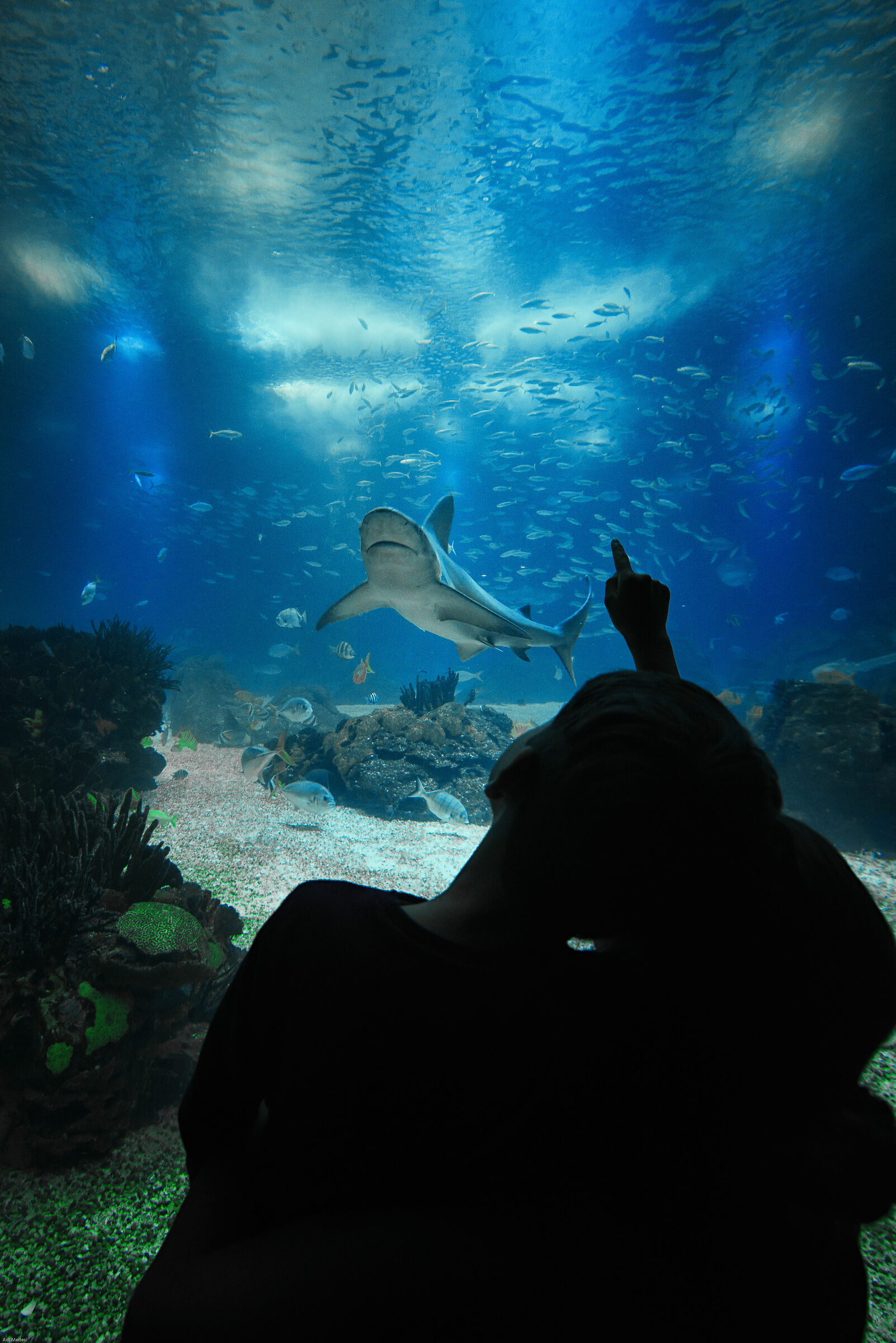 Oceanário di Lisbona