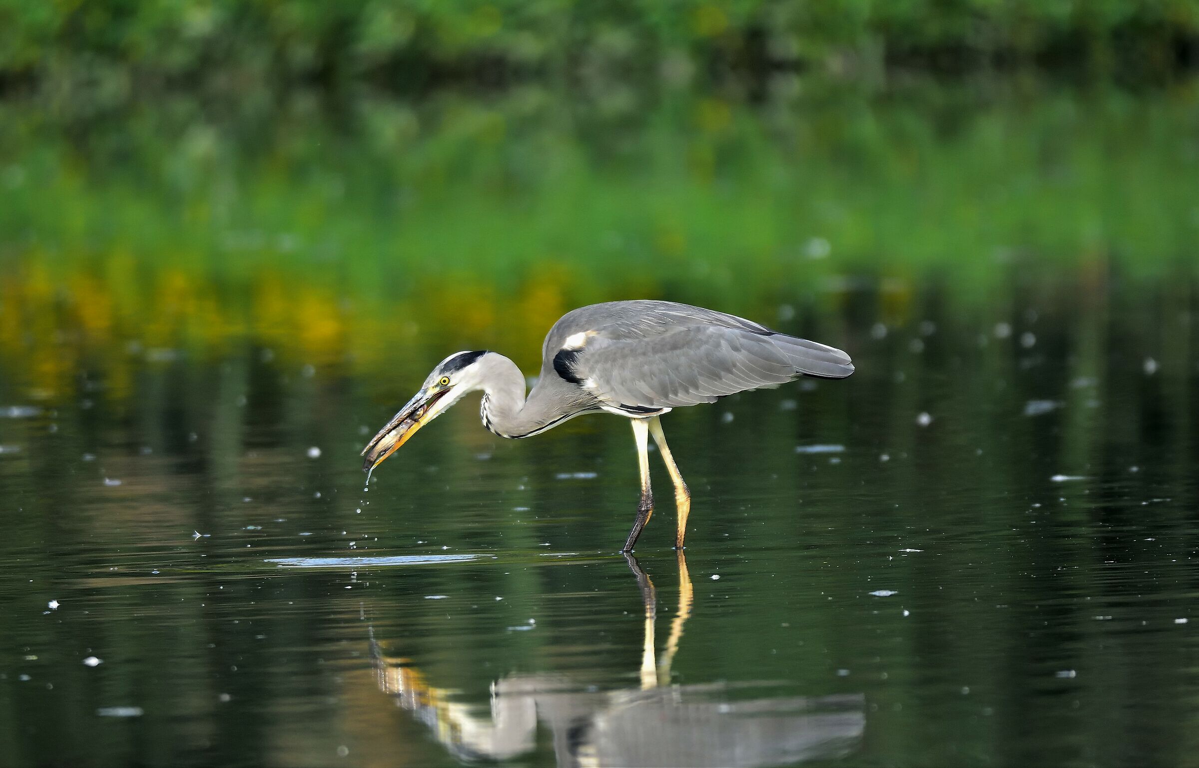 Cinerino Heron with Catfish