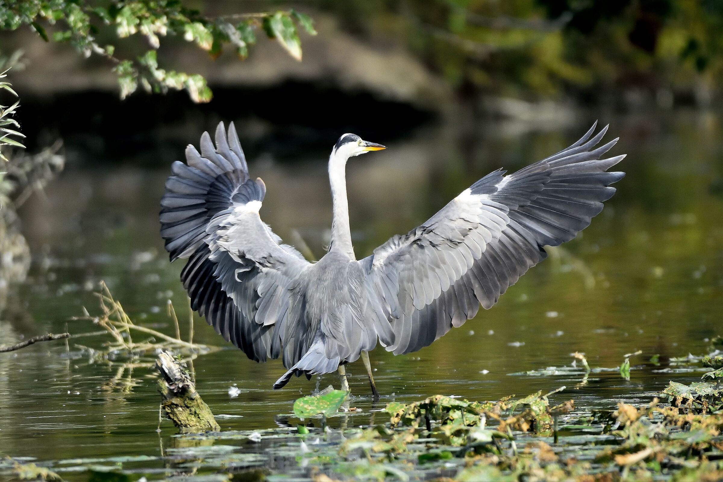 Cinerino Heron