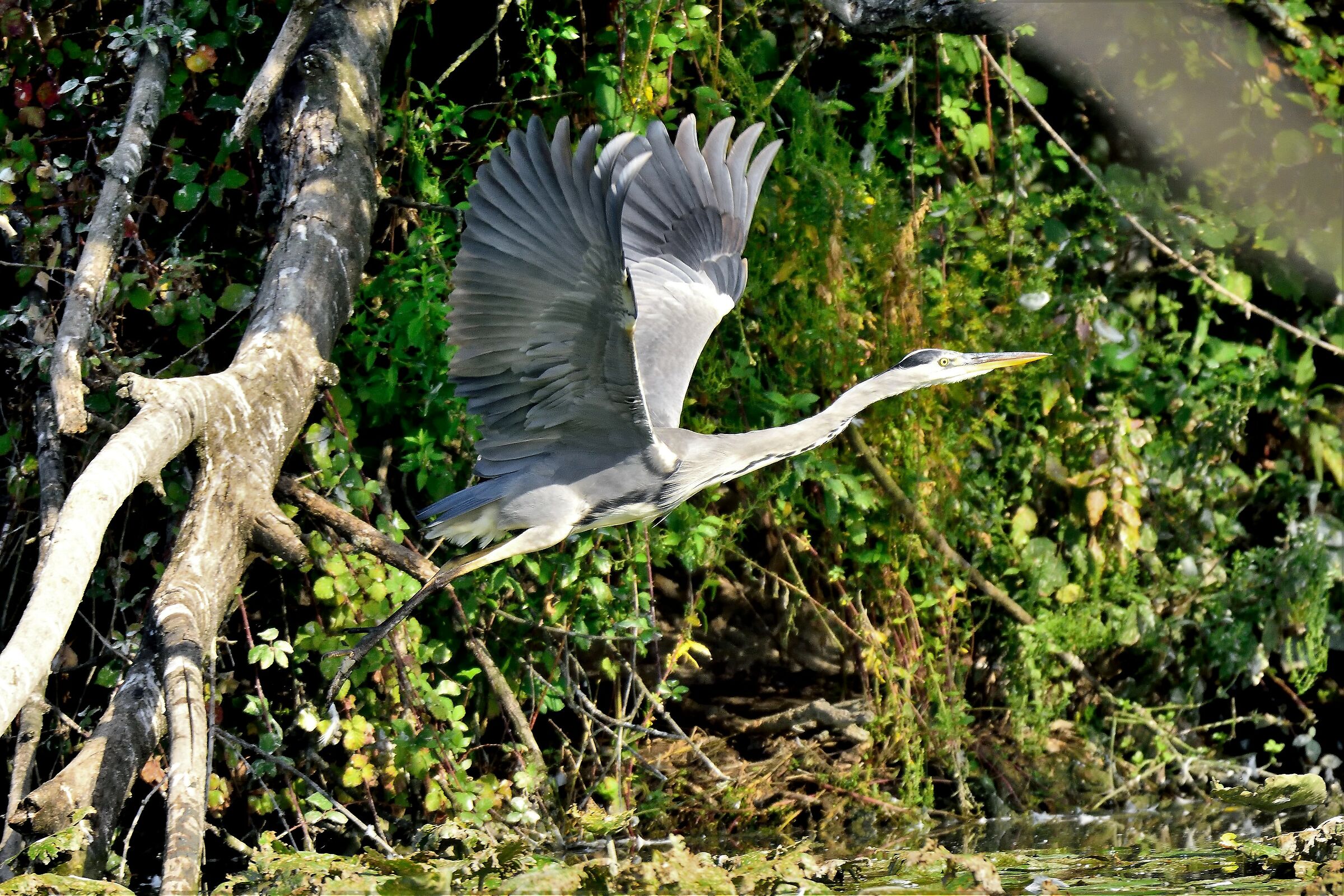 Cinerino Heron