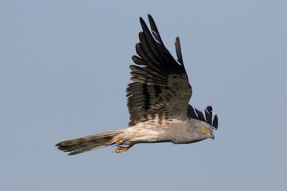 Albanella minore Maschio