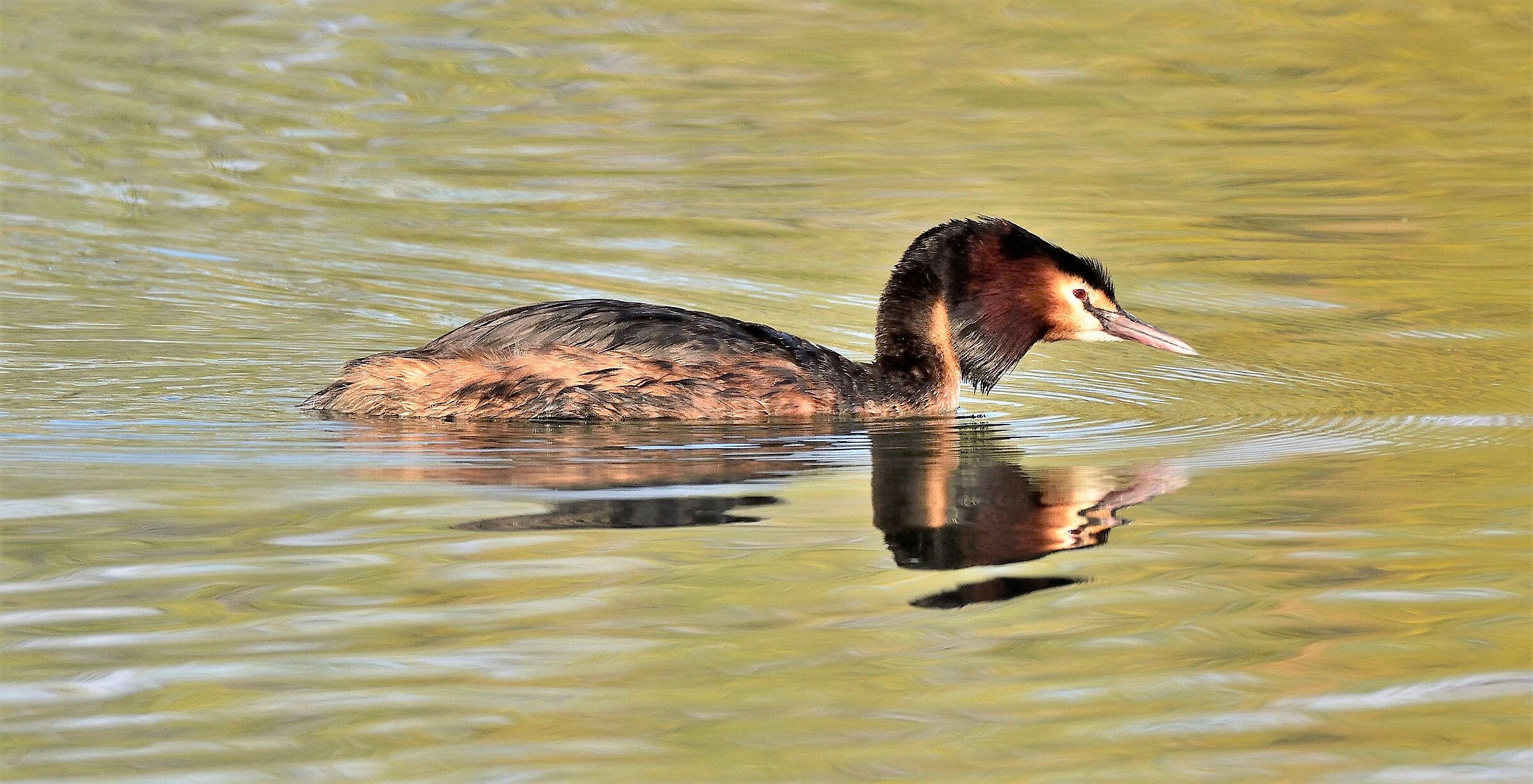 Major Crested Grebe
