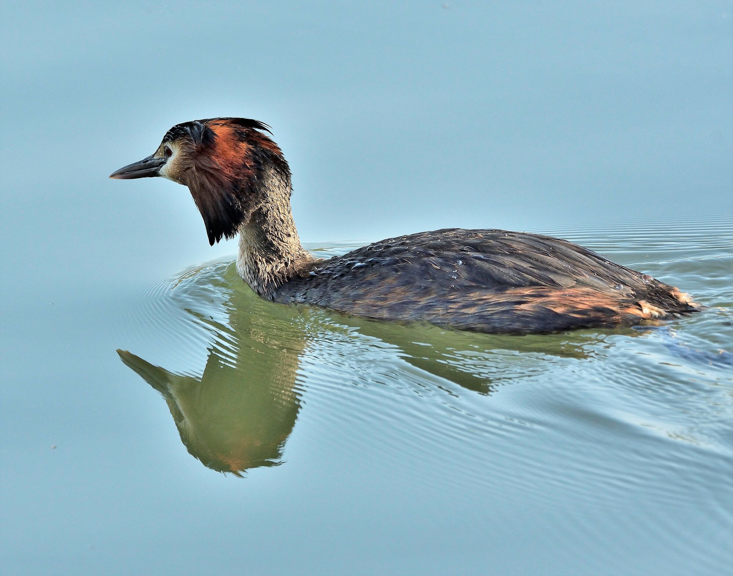 Major Crested Grebe