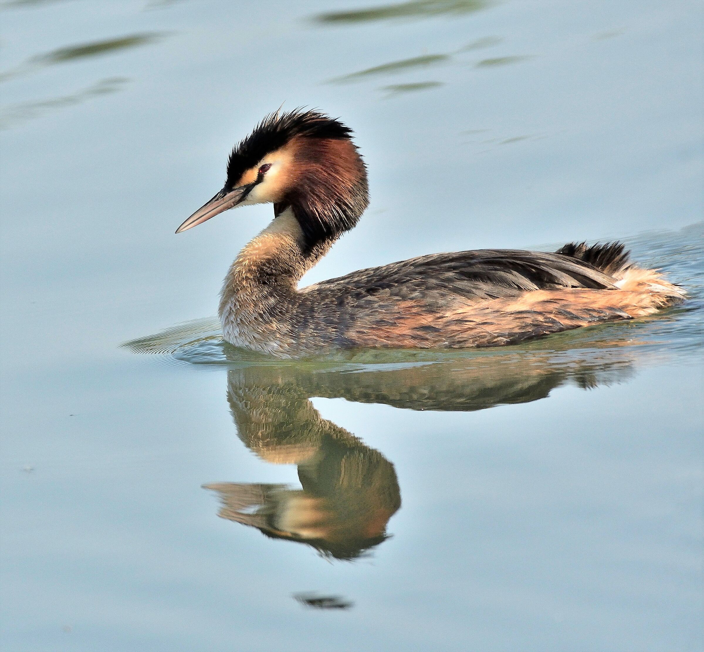 Major Crested Grebe