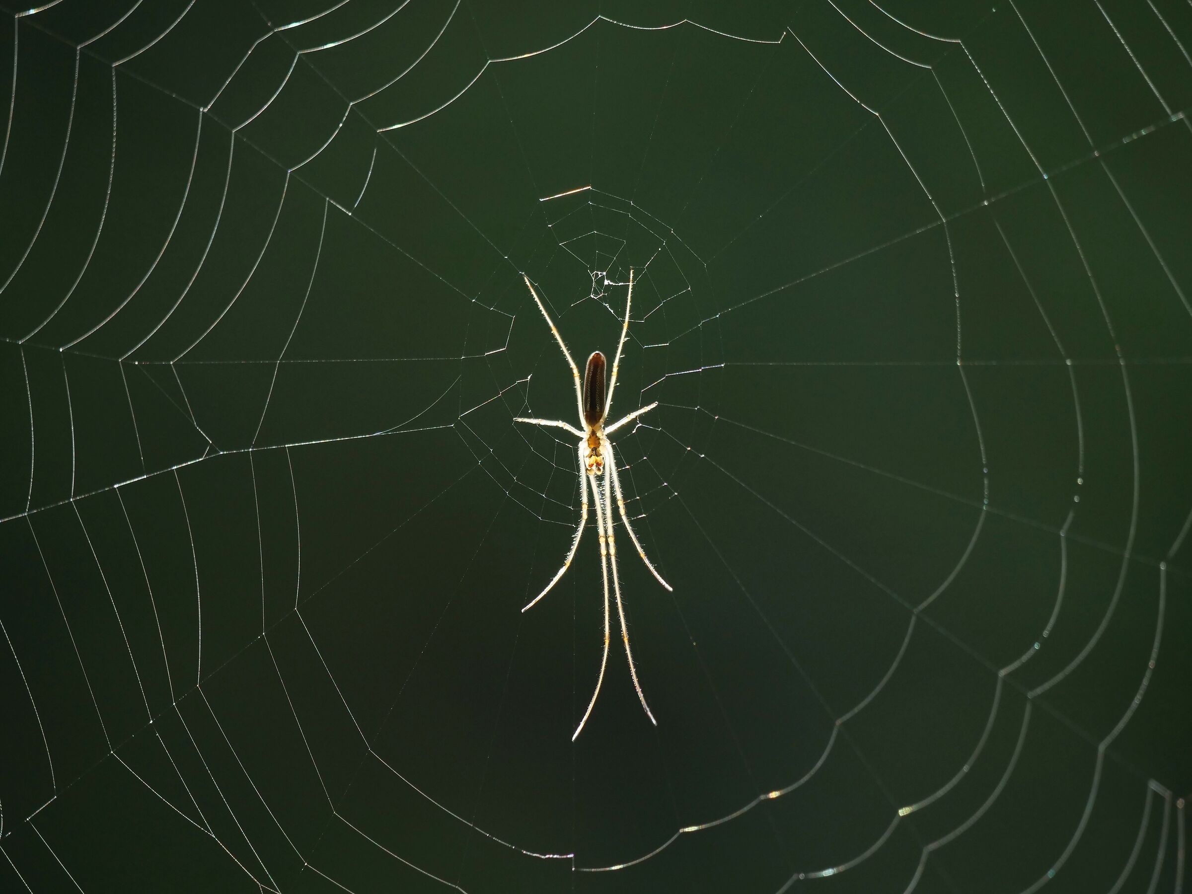 Ragno in controluce (Tetragnatha extensa)