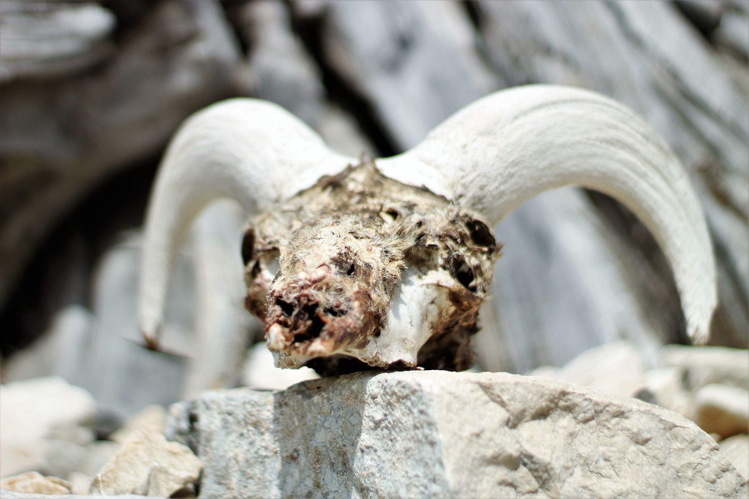 Il custode di Vilithi