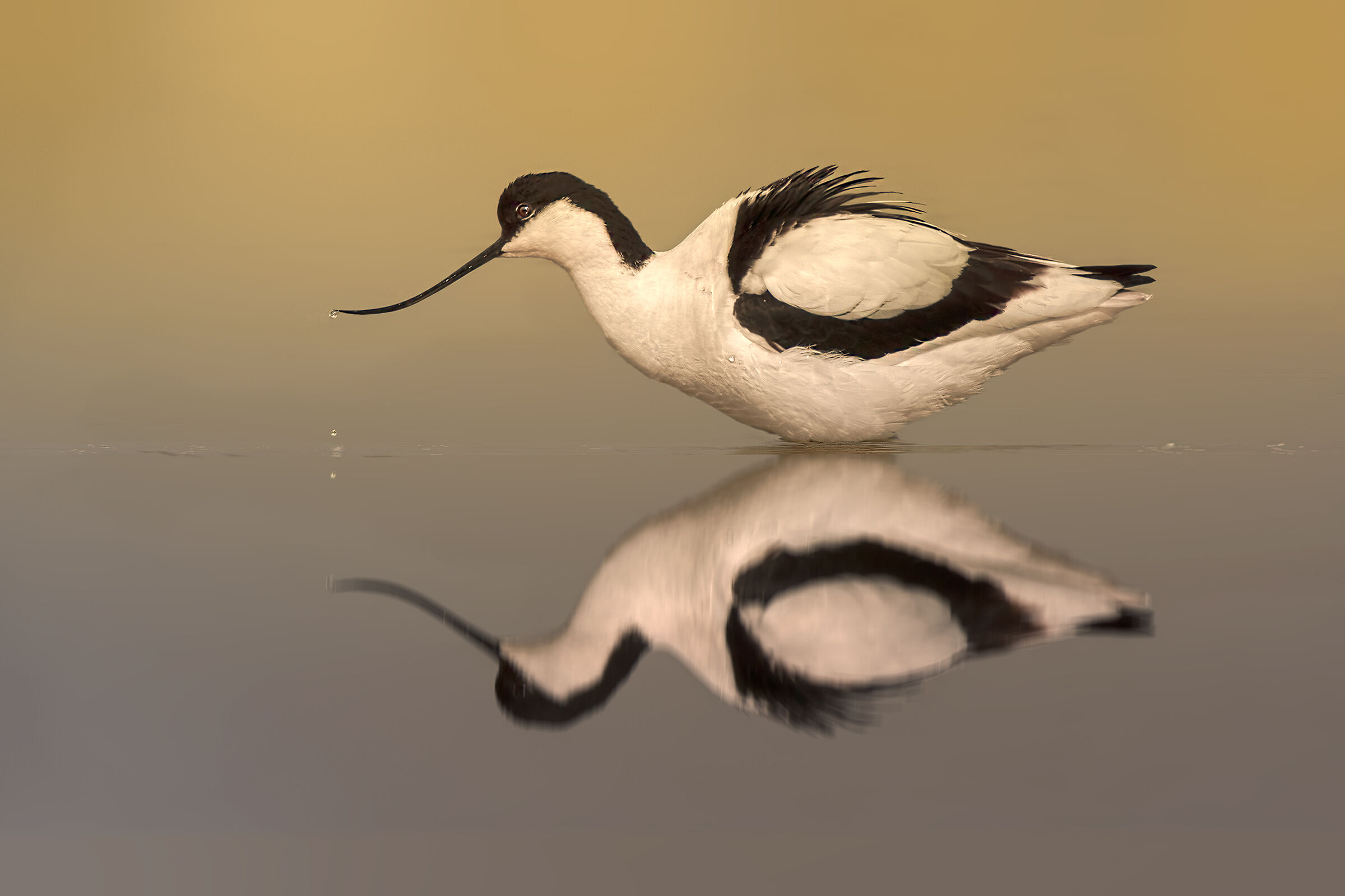 Avocetta