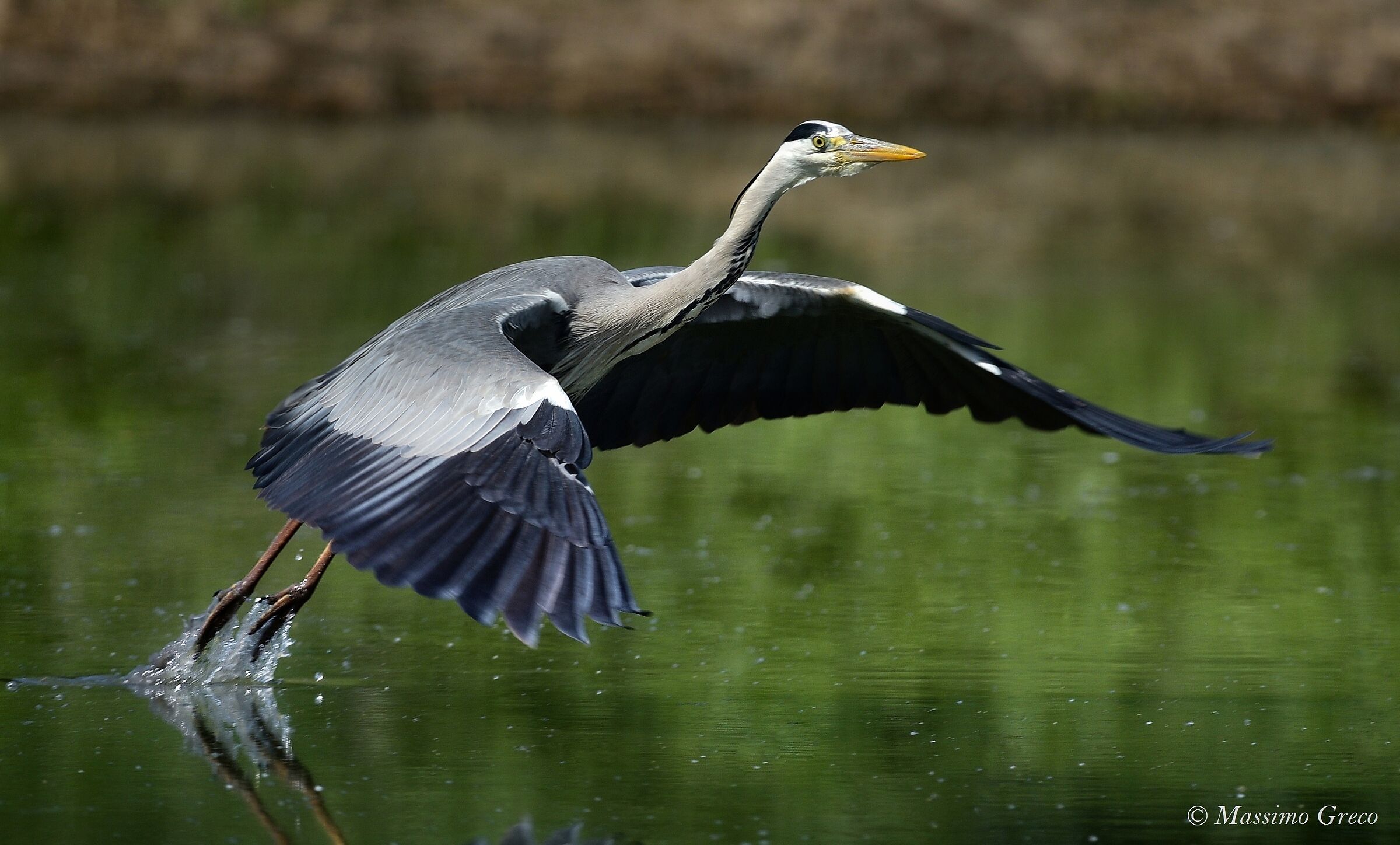 Grey Heron