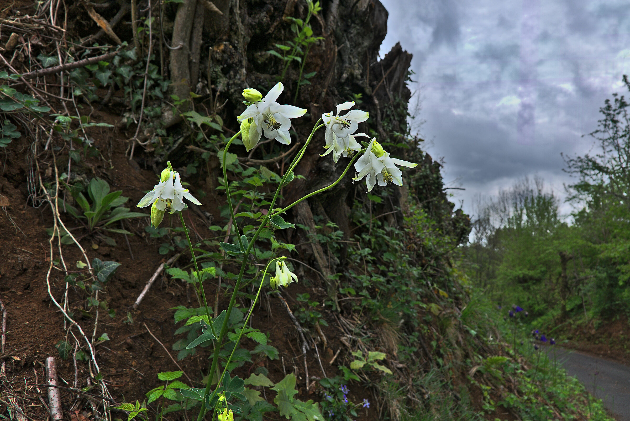 Columbine White Support