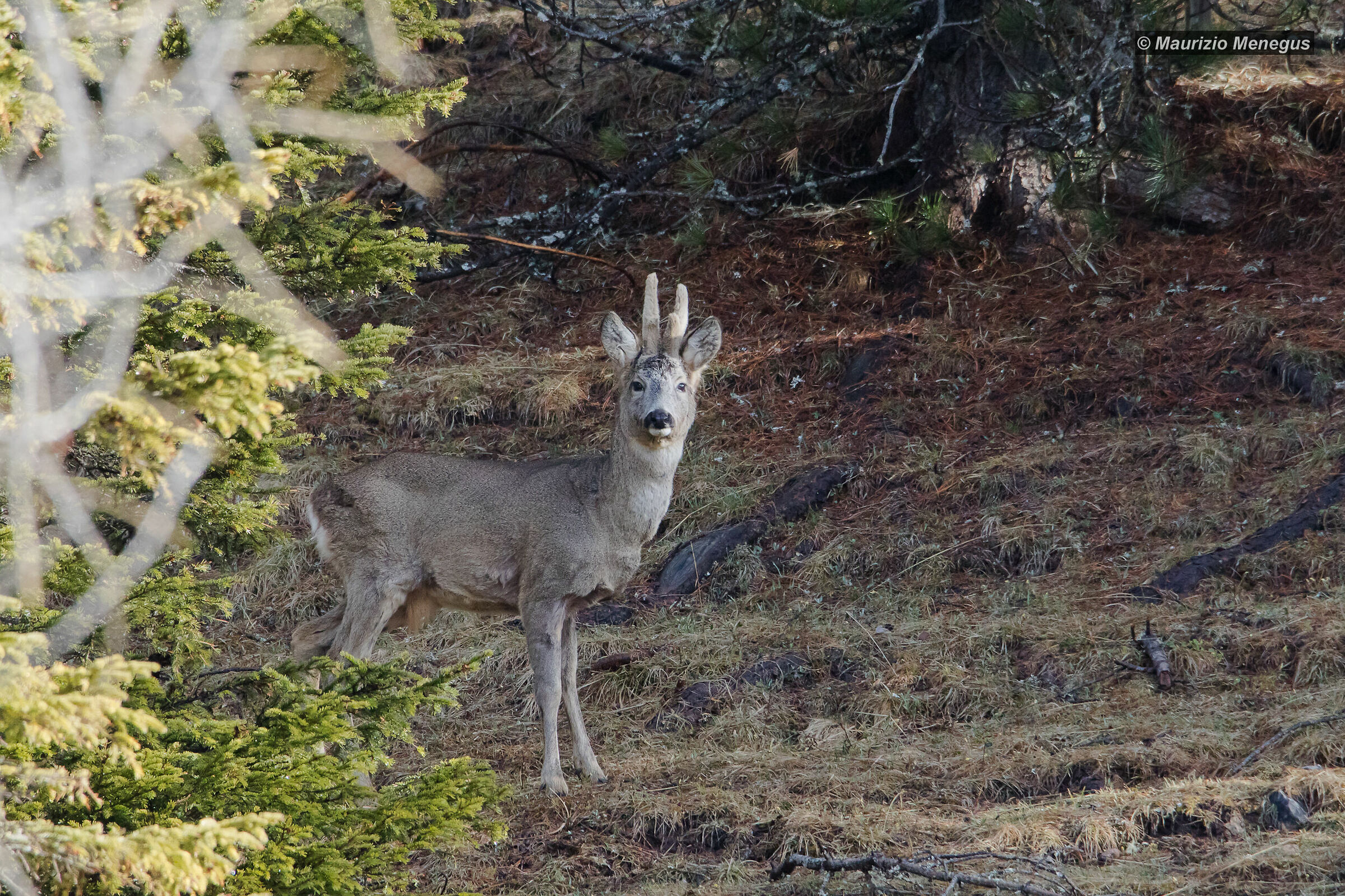 Capriolo d'alta quota