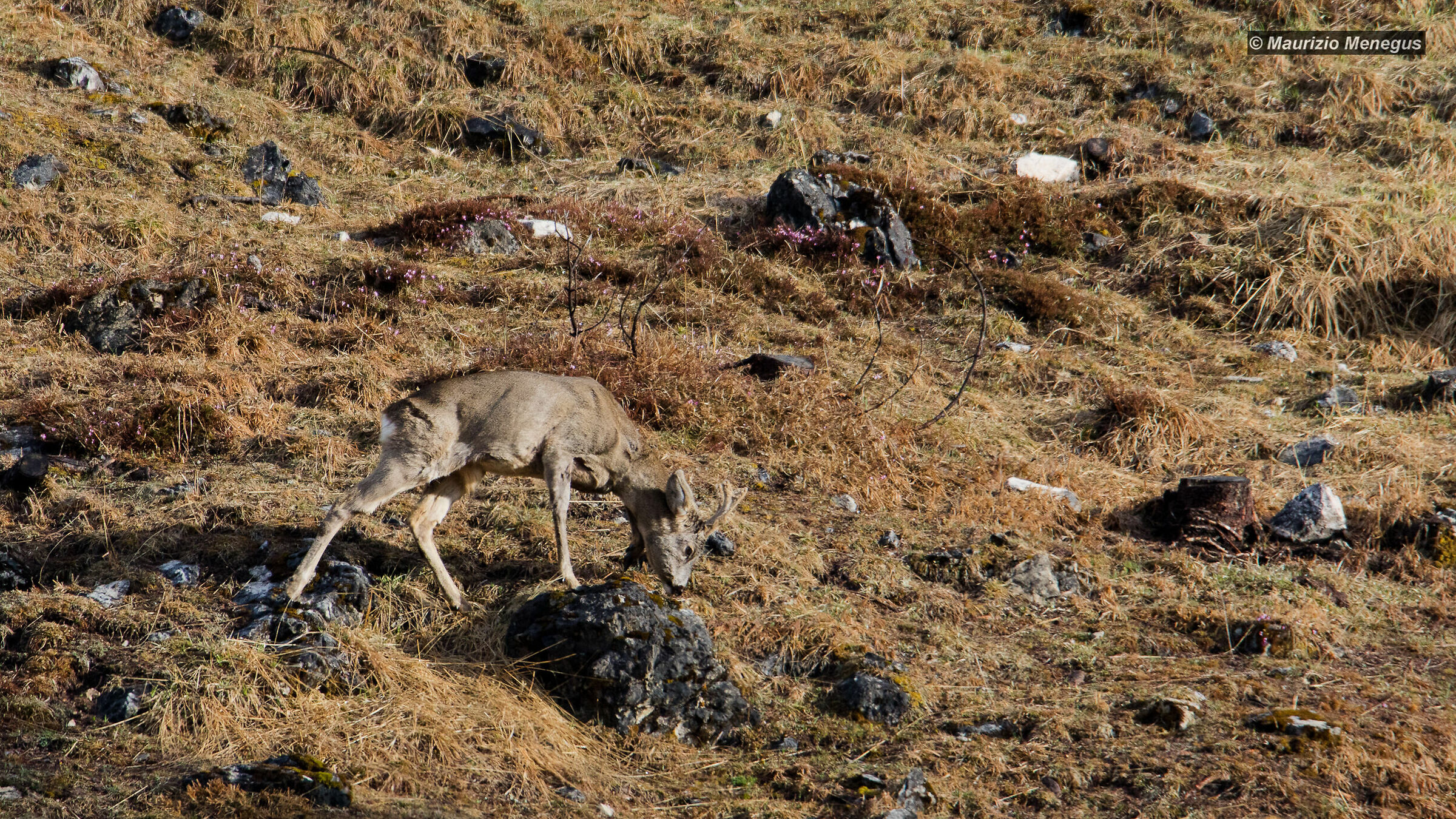 A ray of sunshine in the high mountains