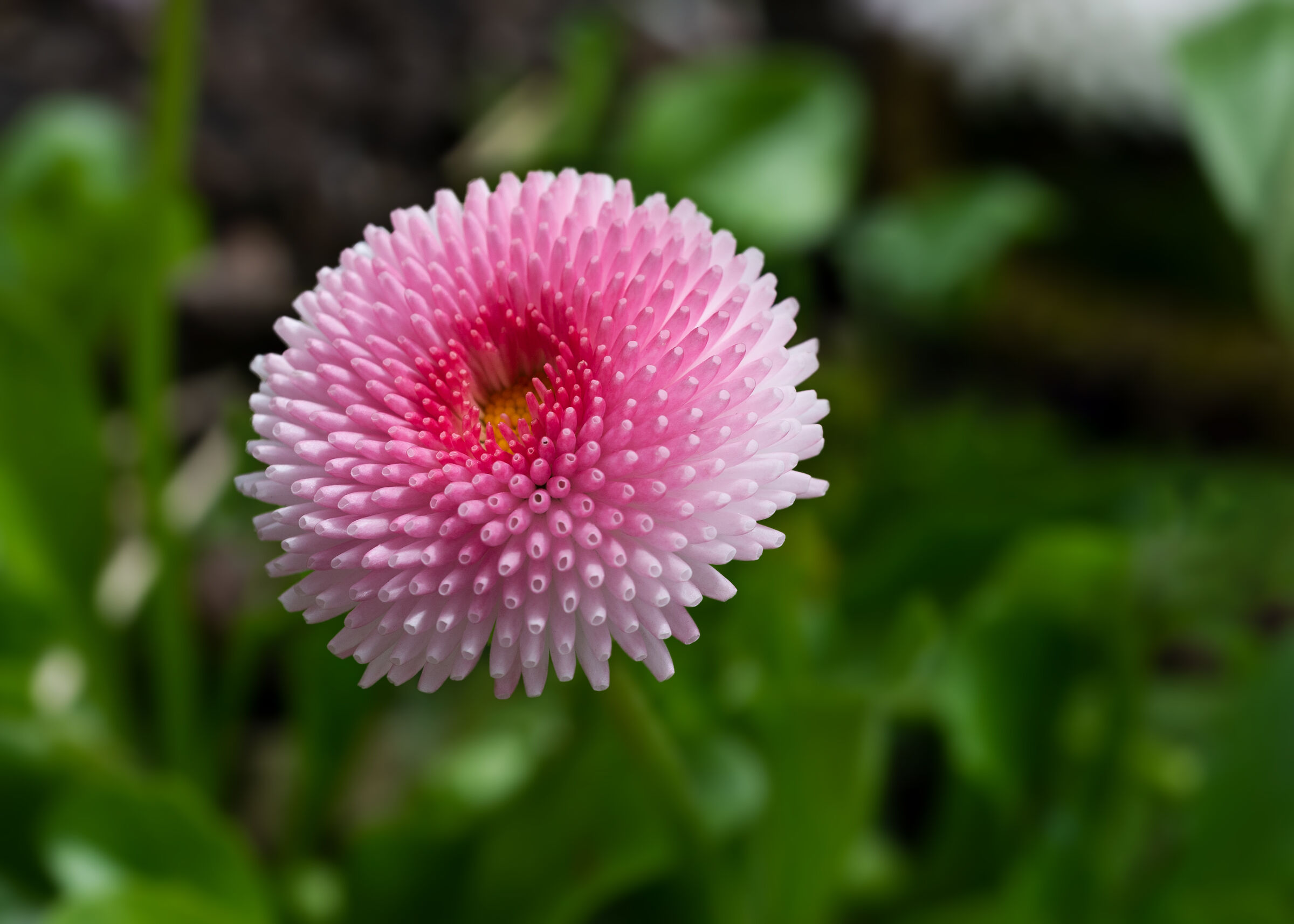 Margherita inglese rosa