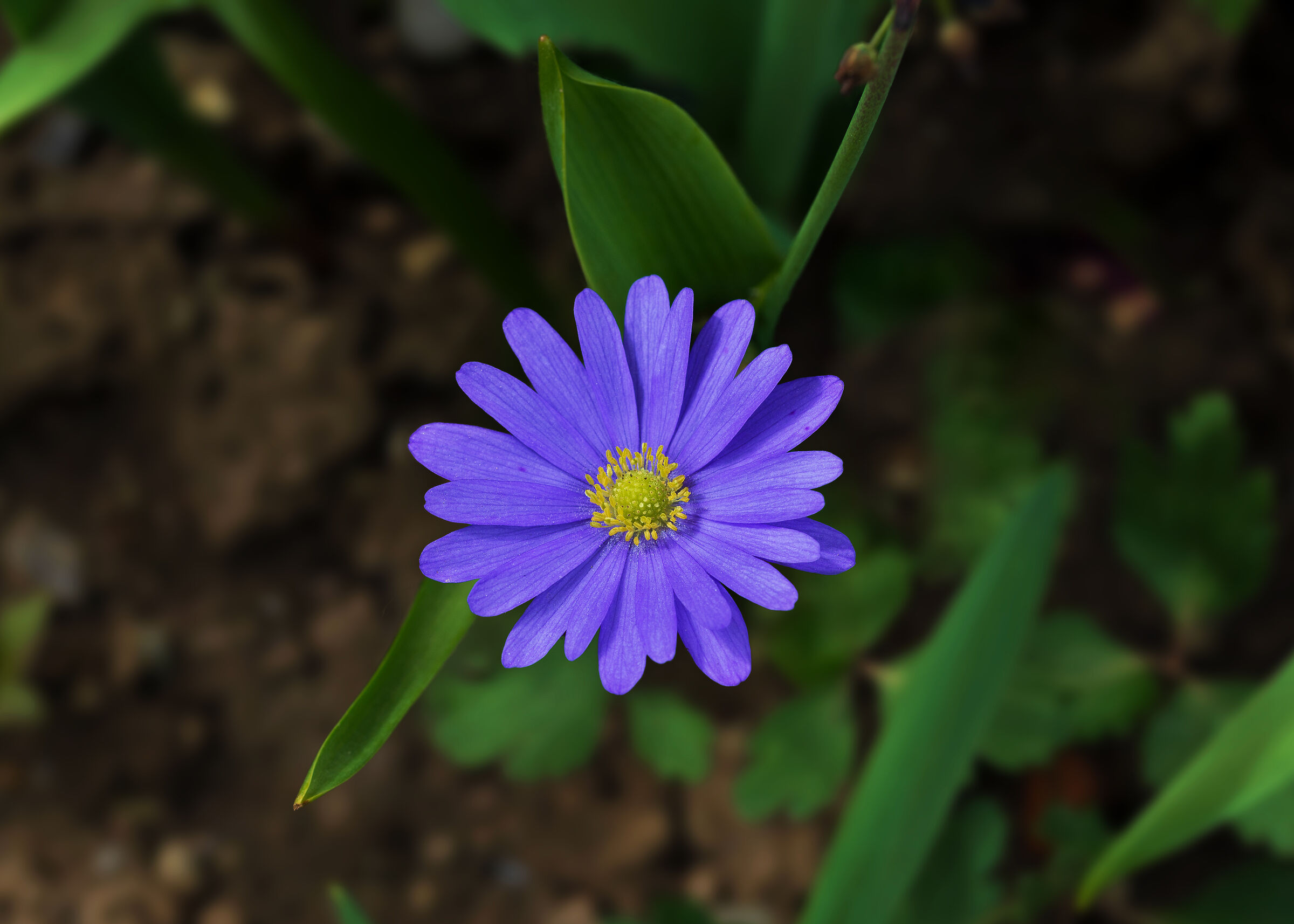 Anemone Hepatica