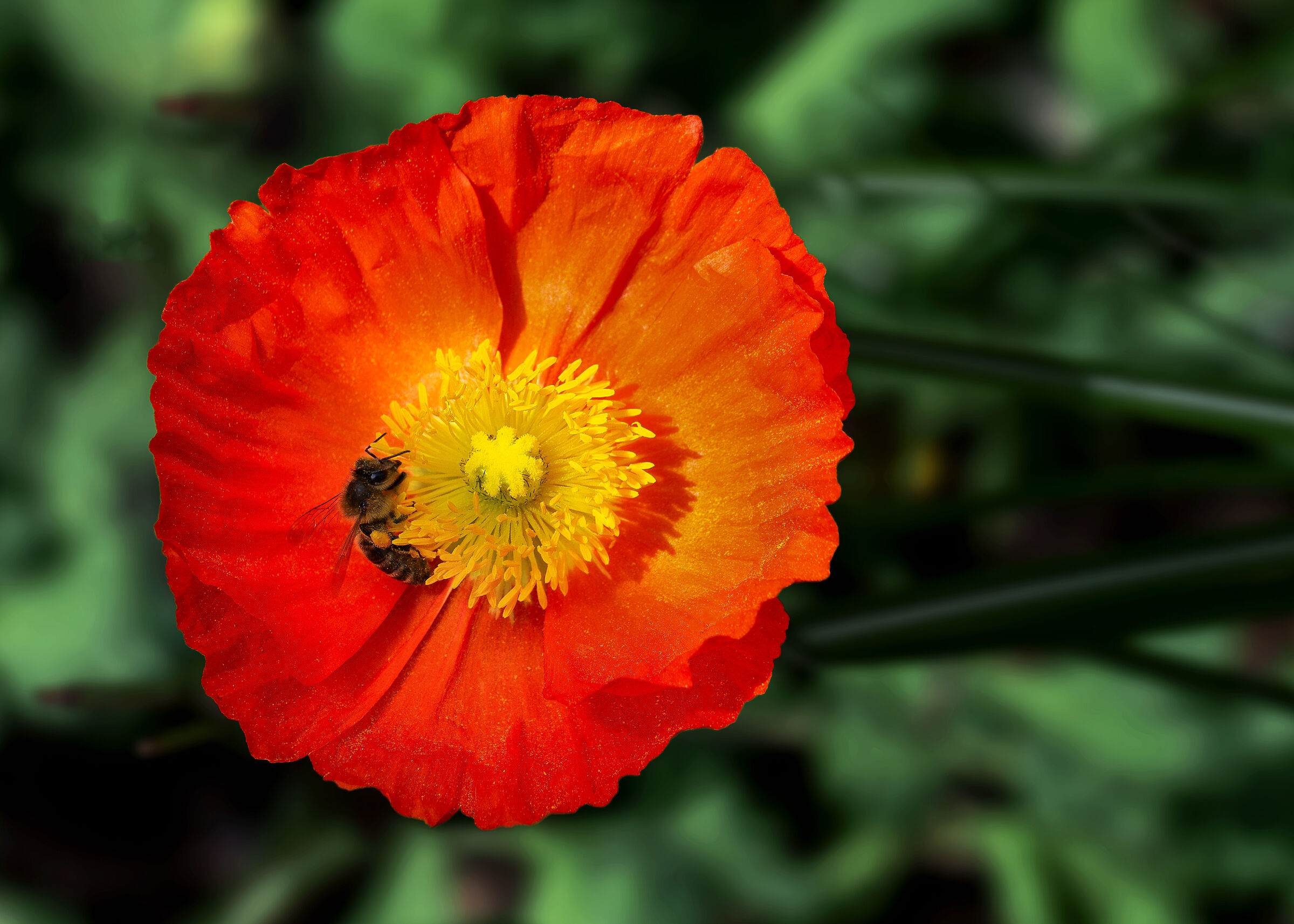 Papavero arancione + Ape