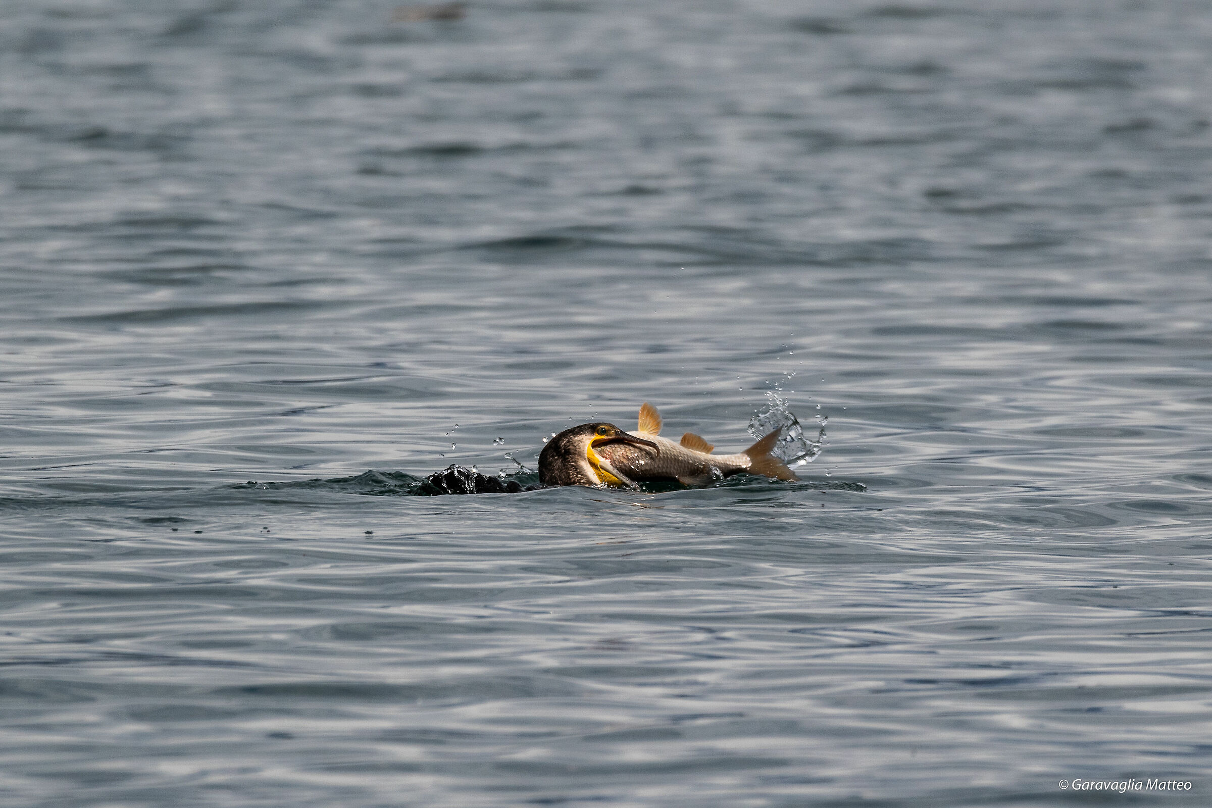 The battle between the cormorate and its prey