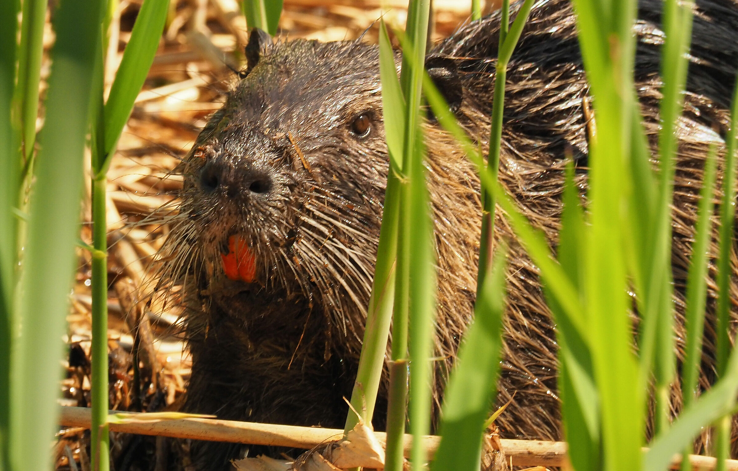nutria in caccia