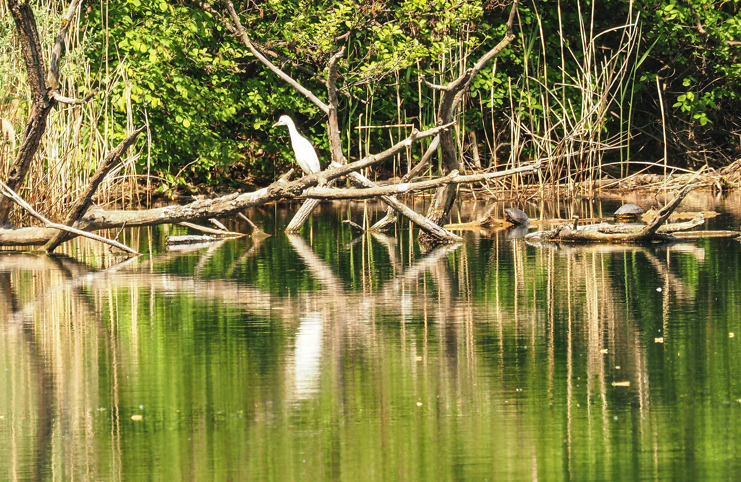 allerta: guardiabuono