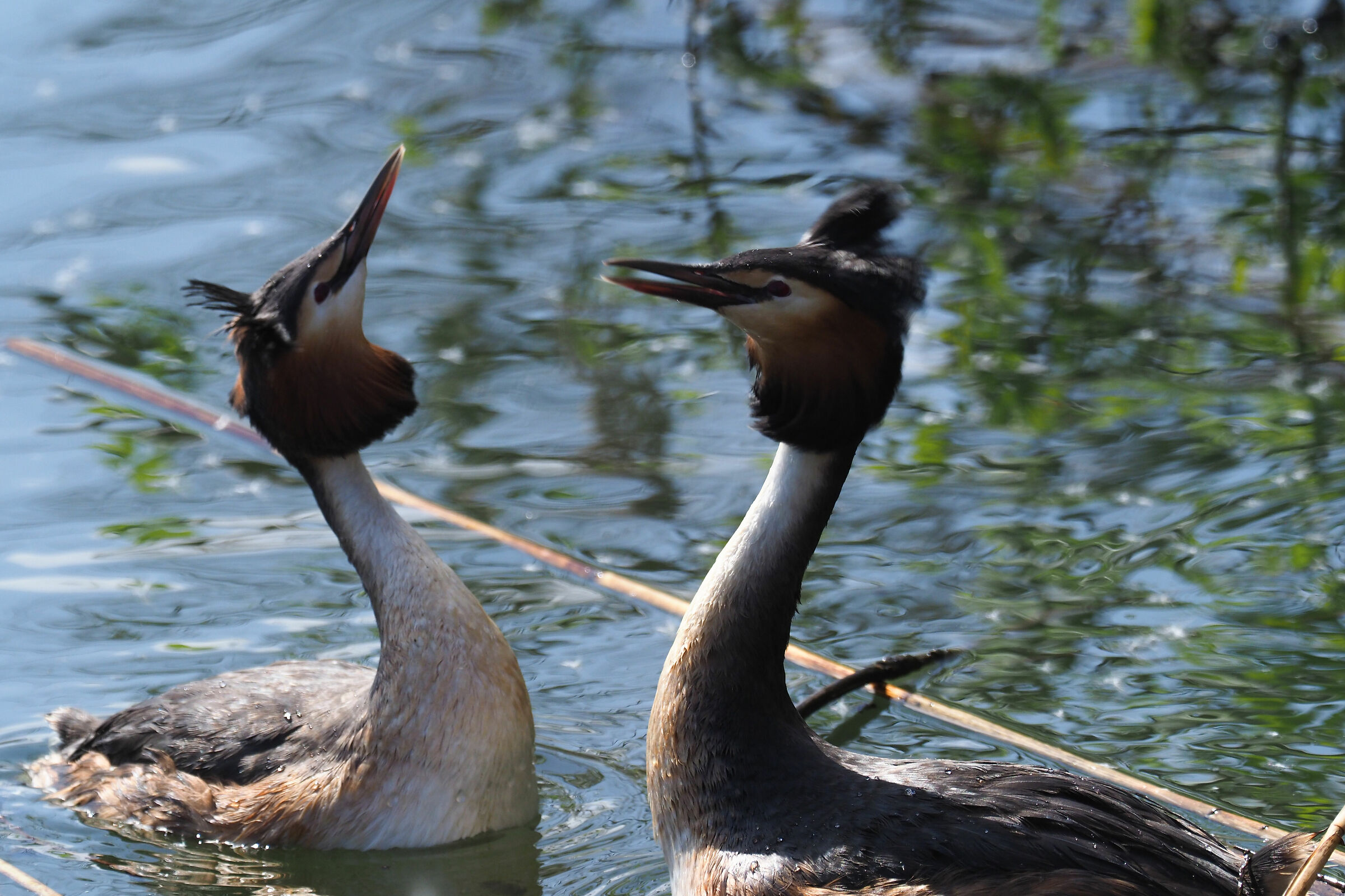 dichiaro il mio amore
