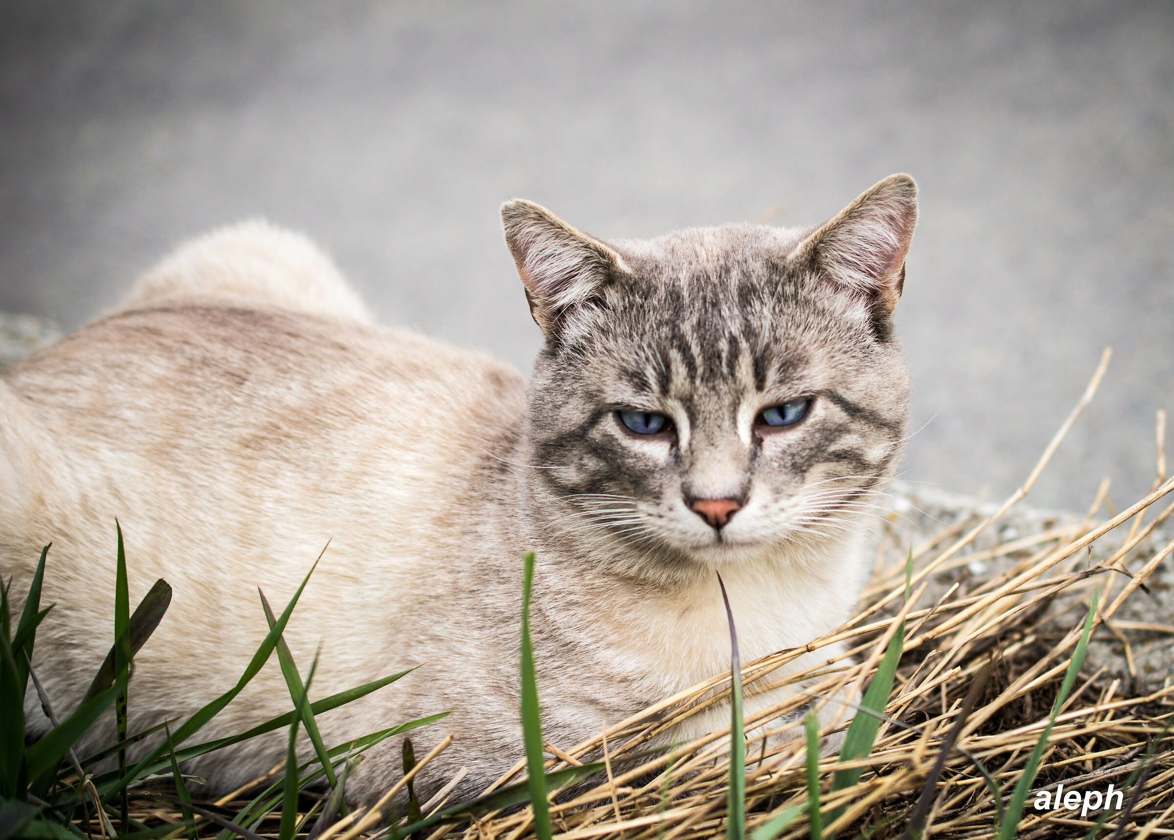 The unbearable indifference of the cat