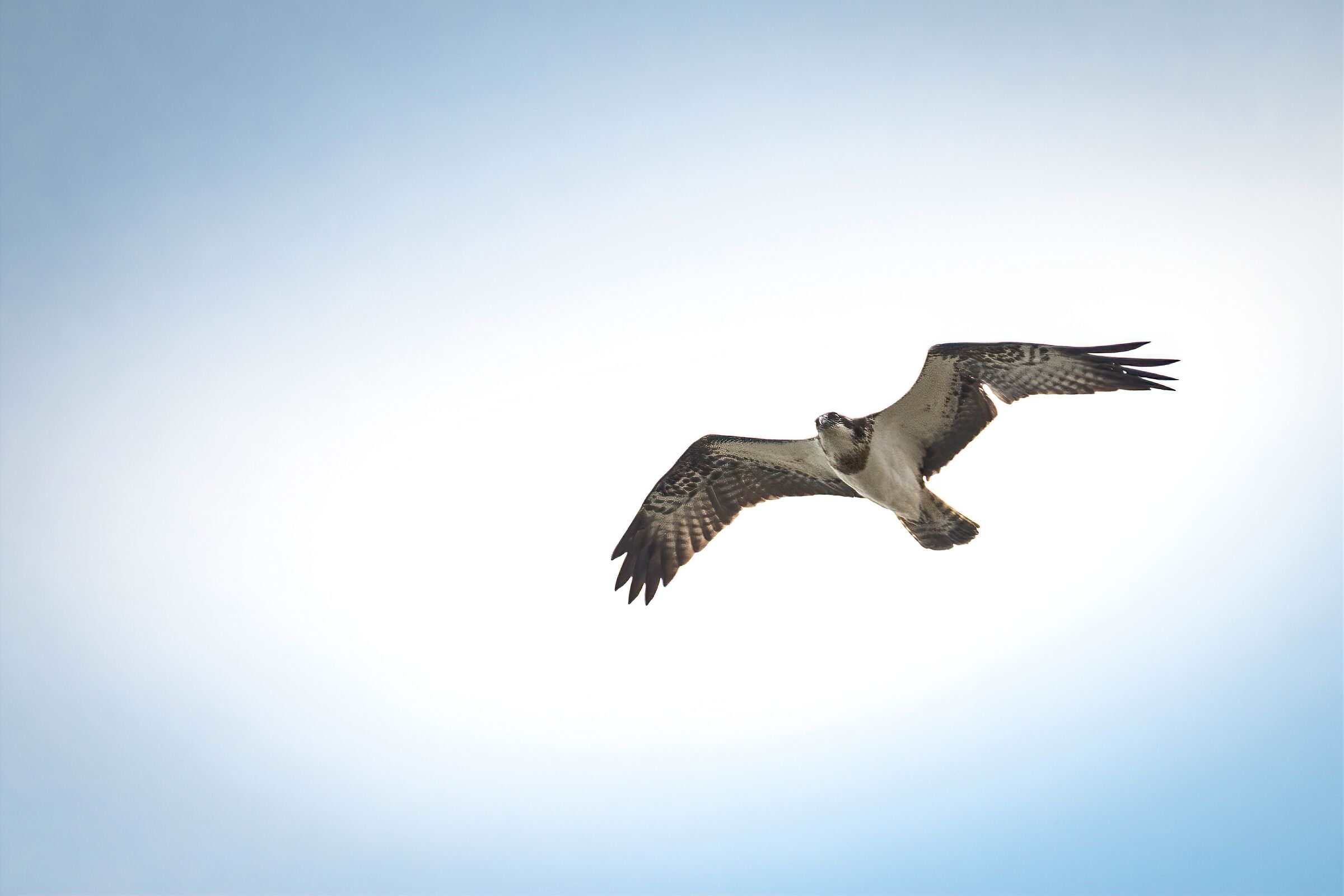 Falco pescatore sul Garda