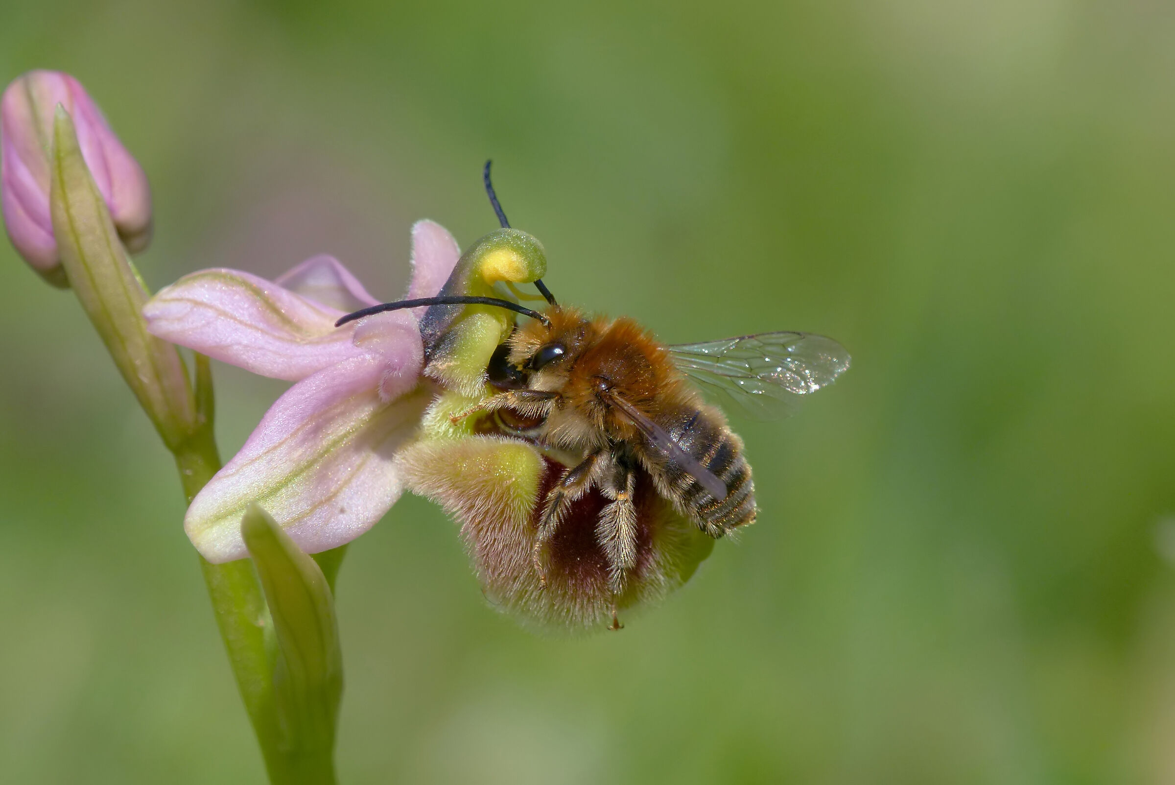 O. tenthredinifera con Eucera oraniensis