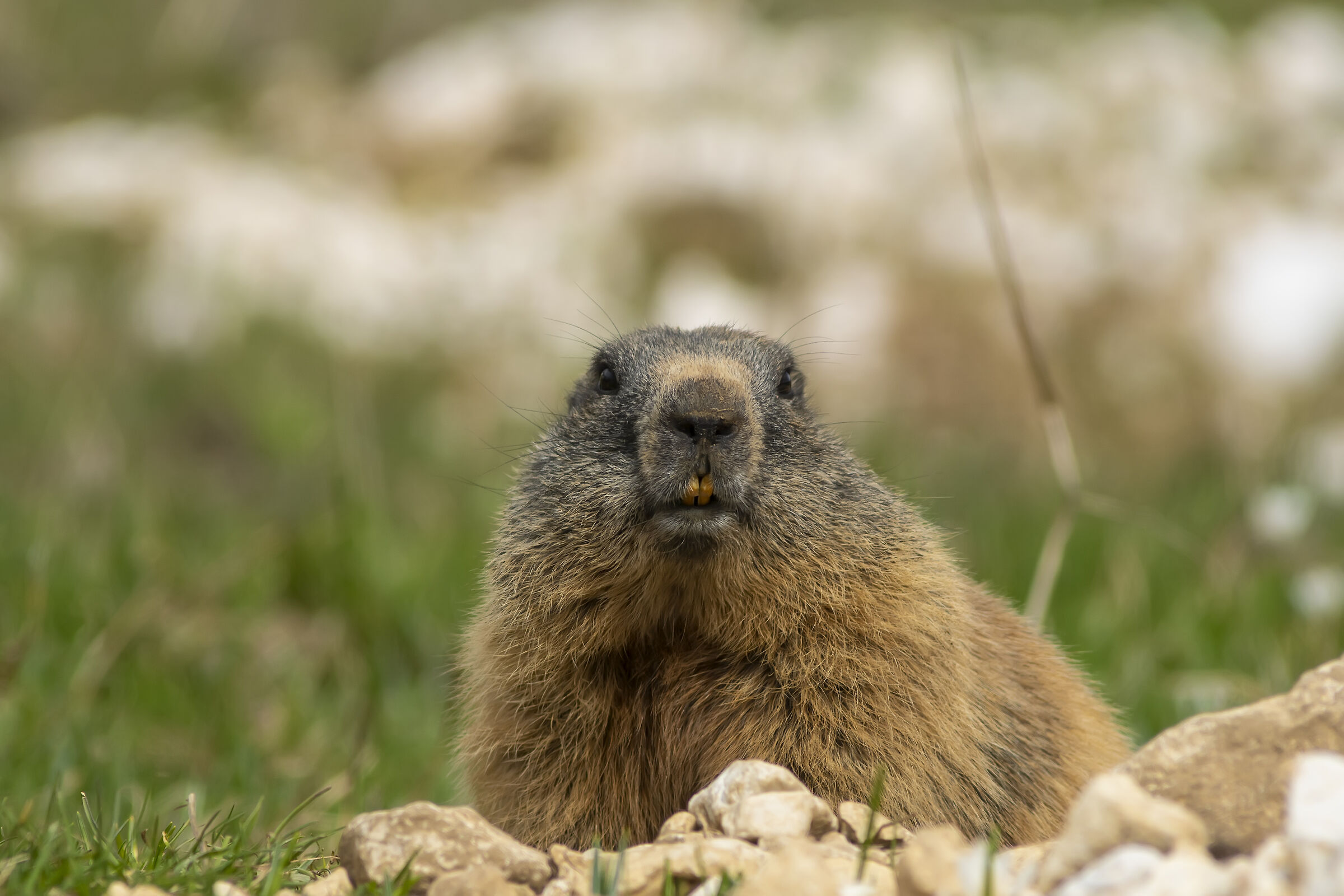 Primo piano di marmotta