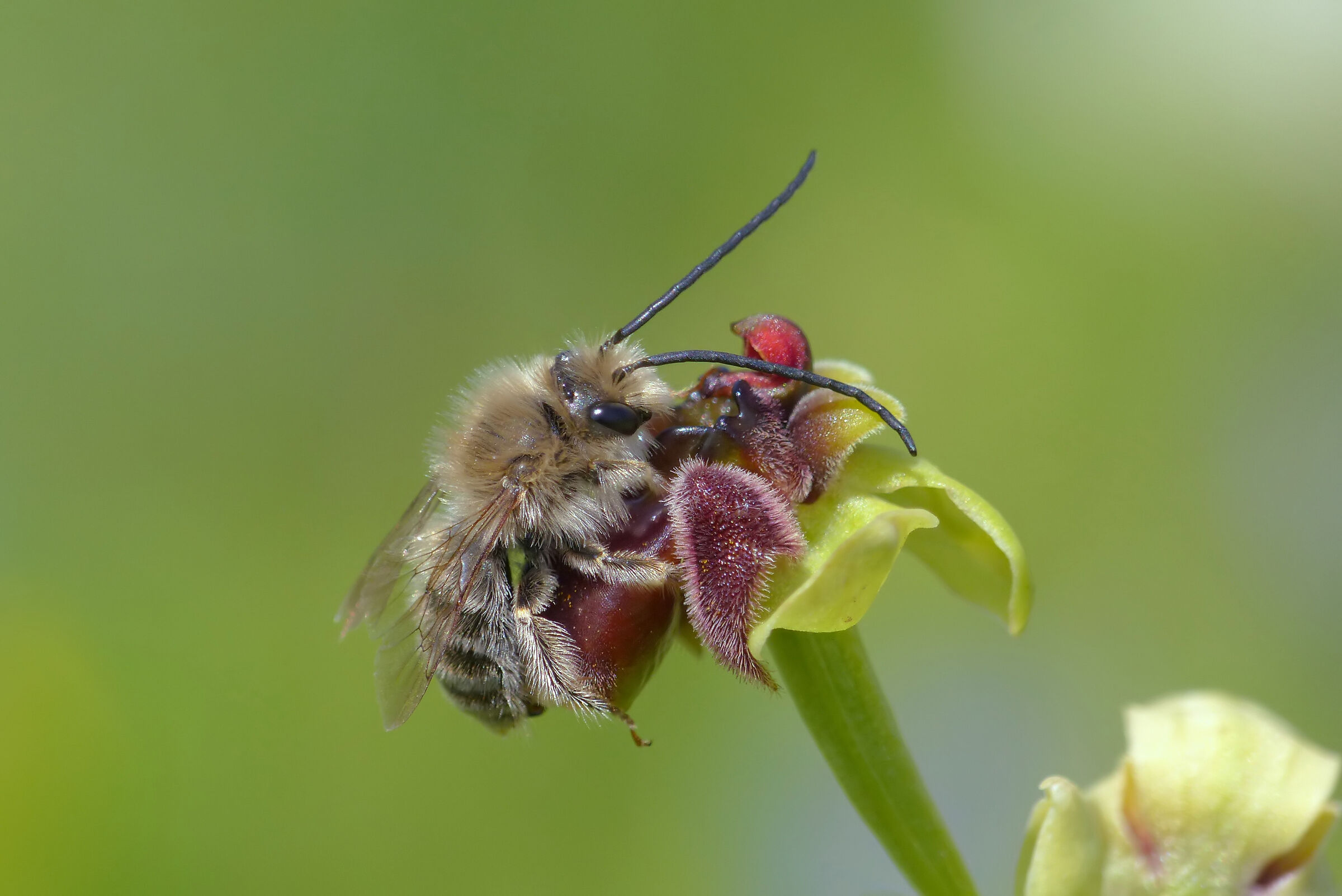 O. bombyliflora con Eucera oraniensis