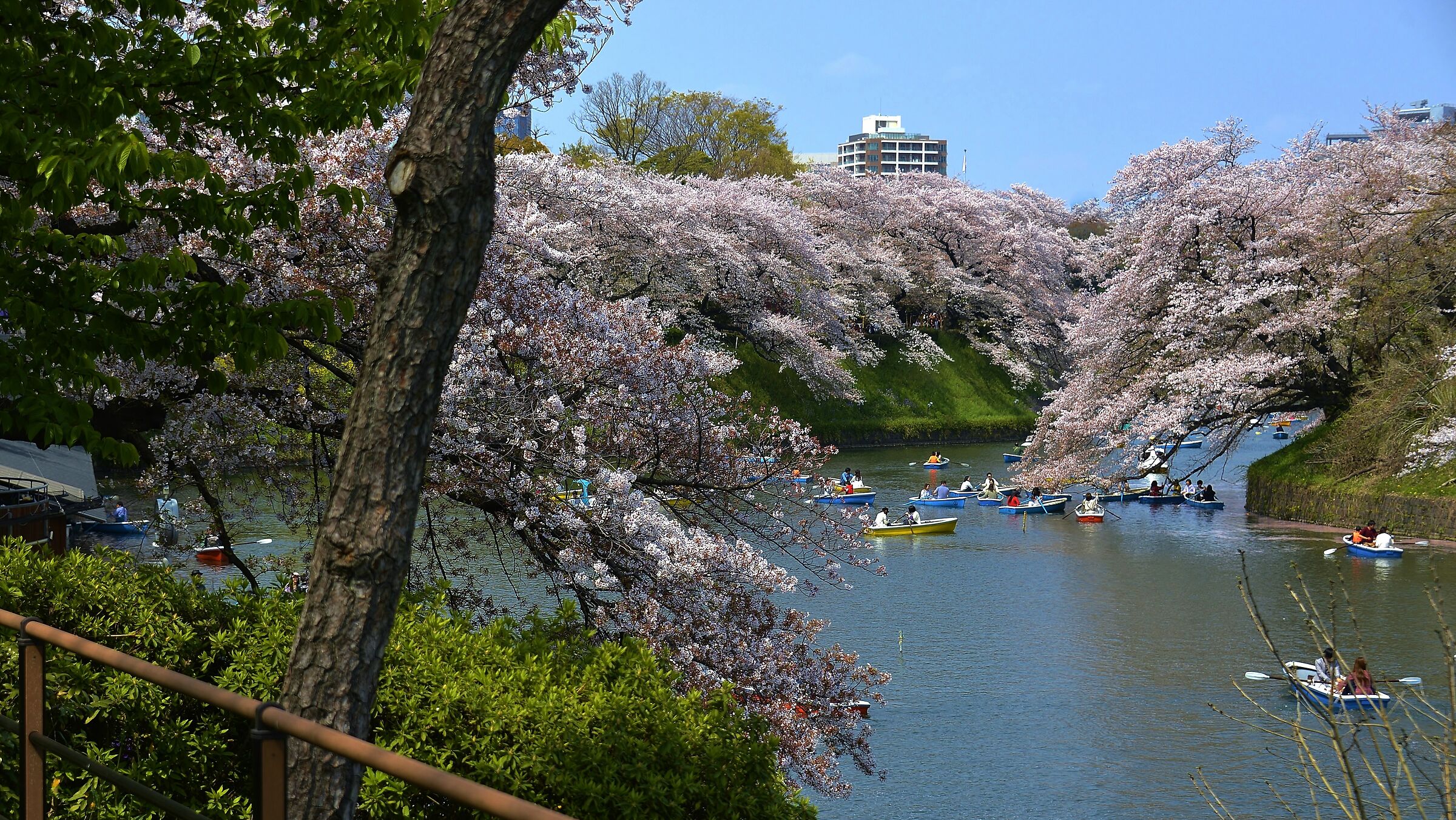 Tokyo, Ciliegi in fiore