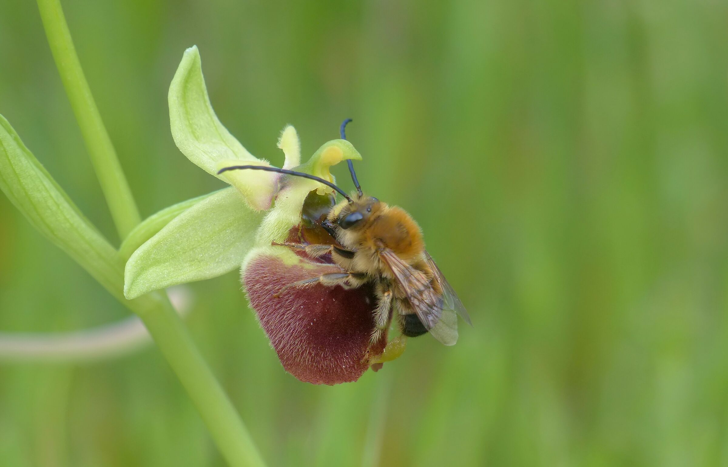 O. parvimaculata  con Eucera nigrescens