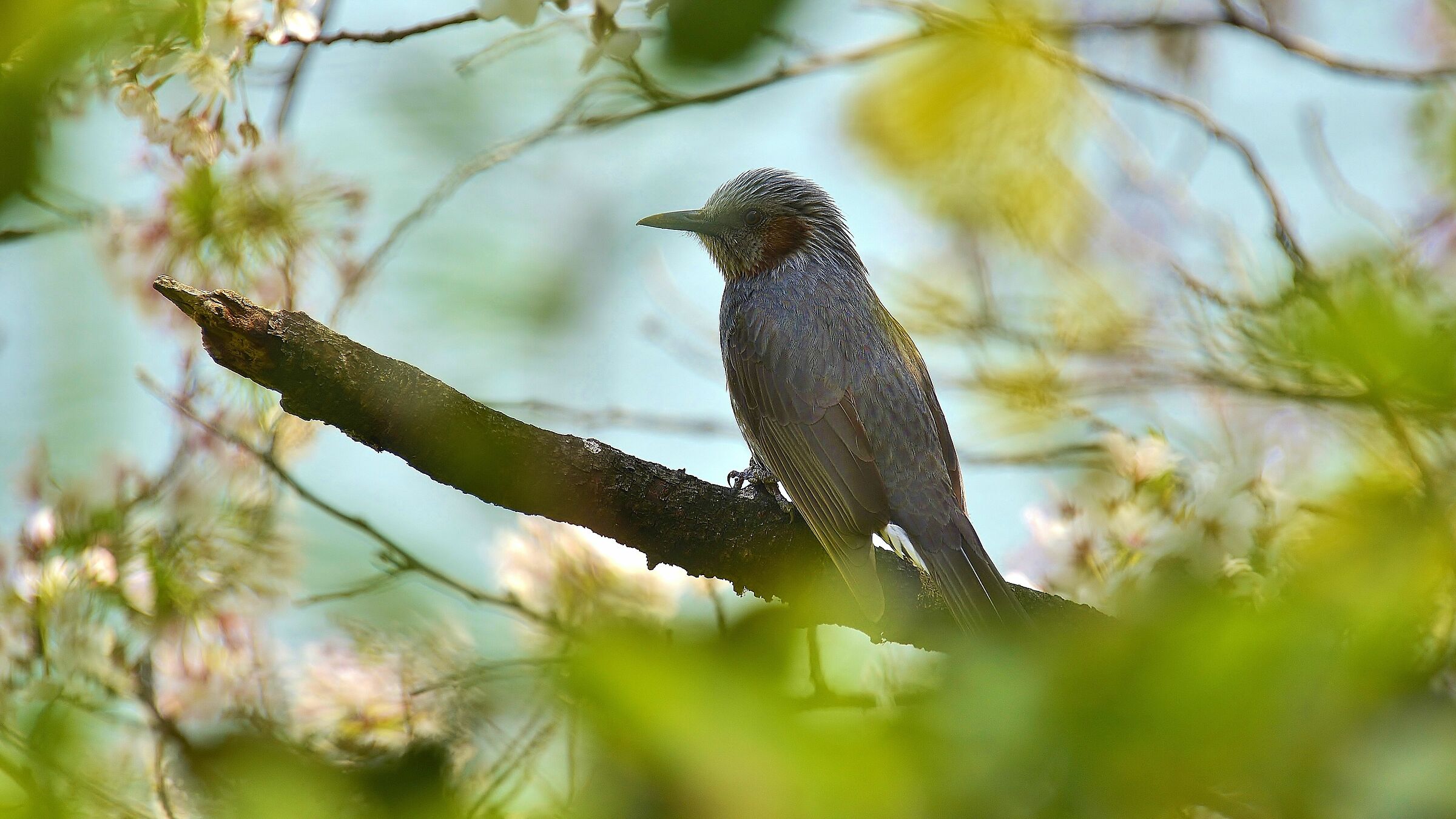 Tokyo, Aspettando le ciliege