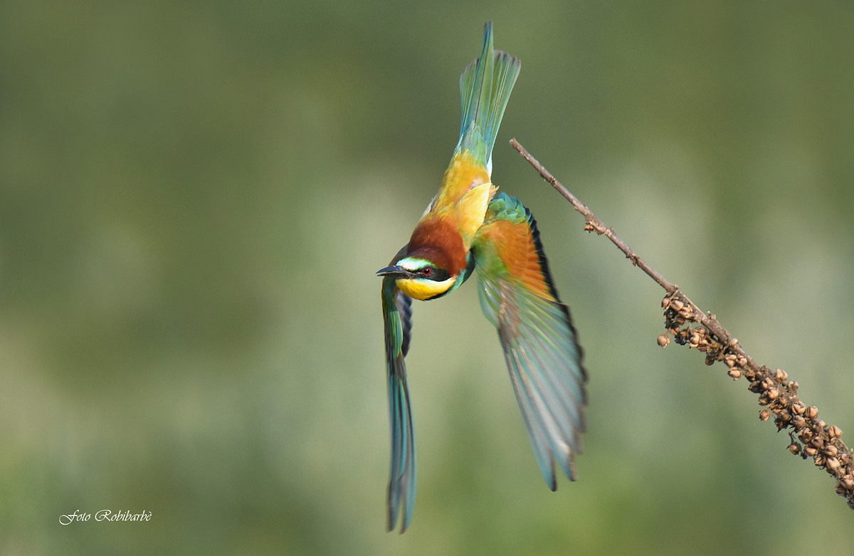 Bee-eater...