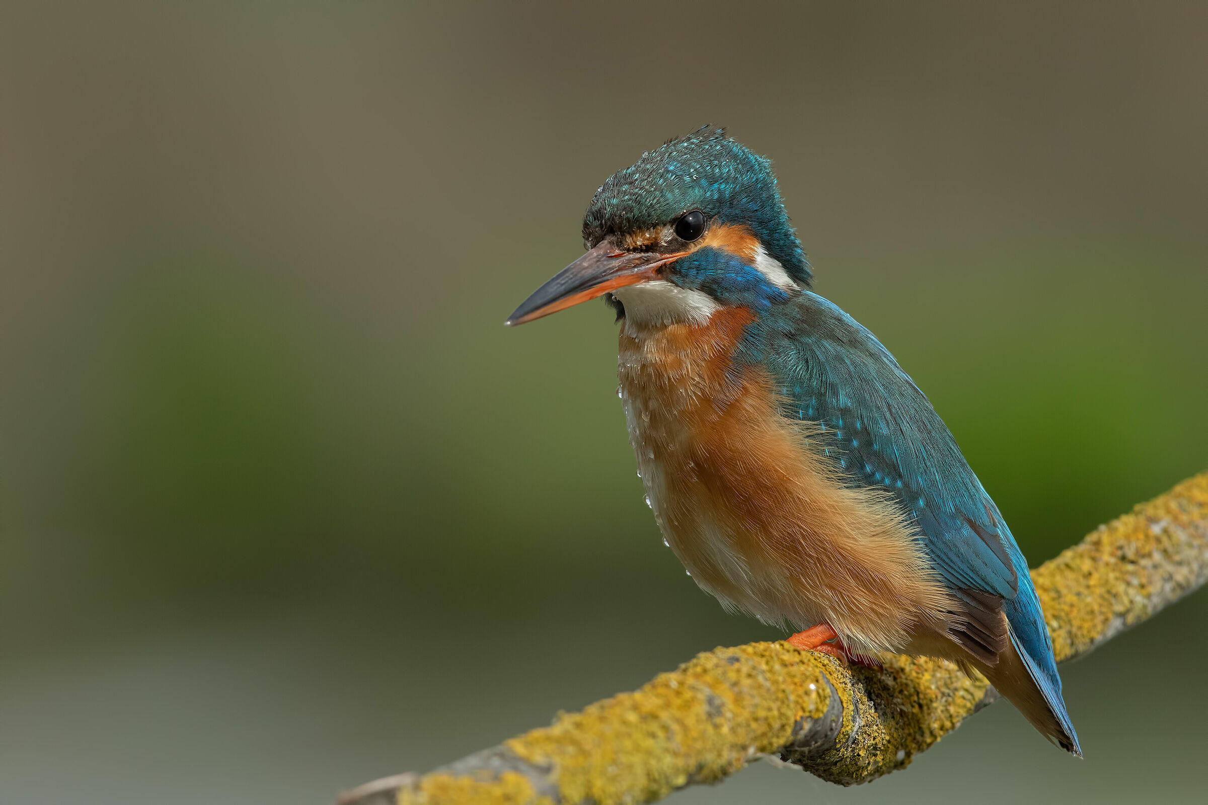 Kingfisher (f)