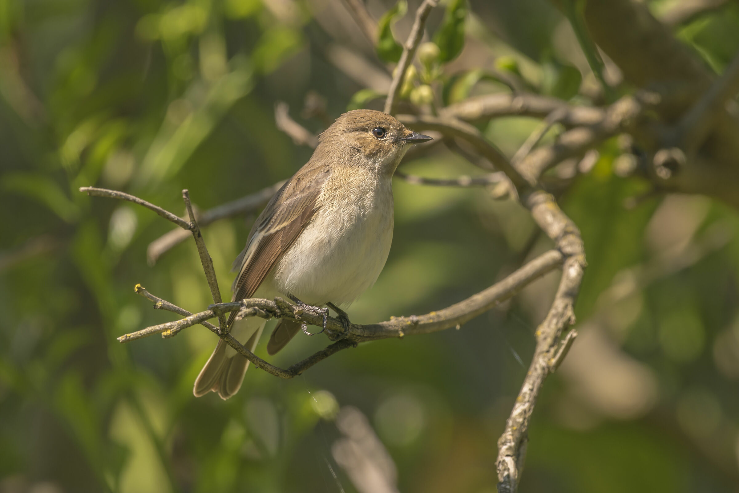 Balia nera ( Ficedula hypoleuca ) femmina