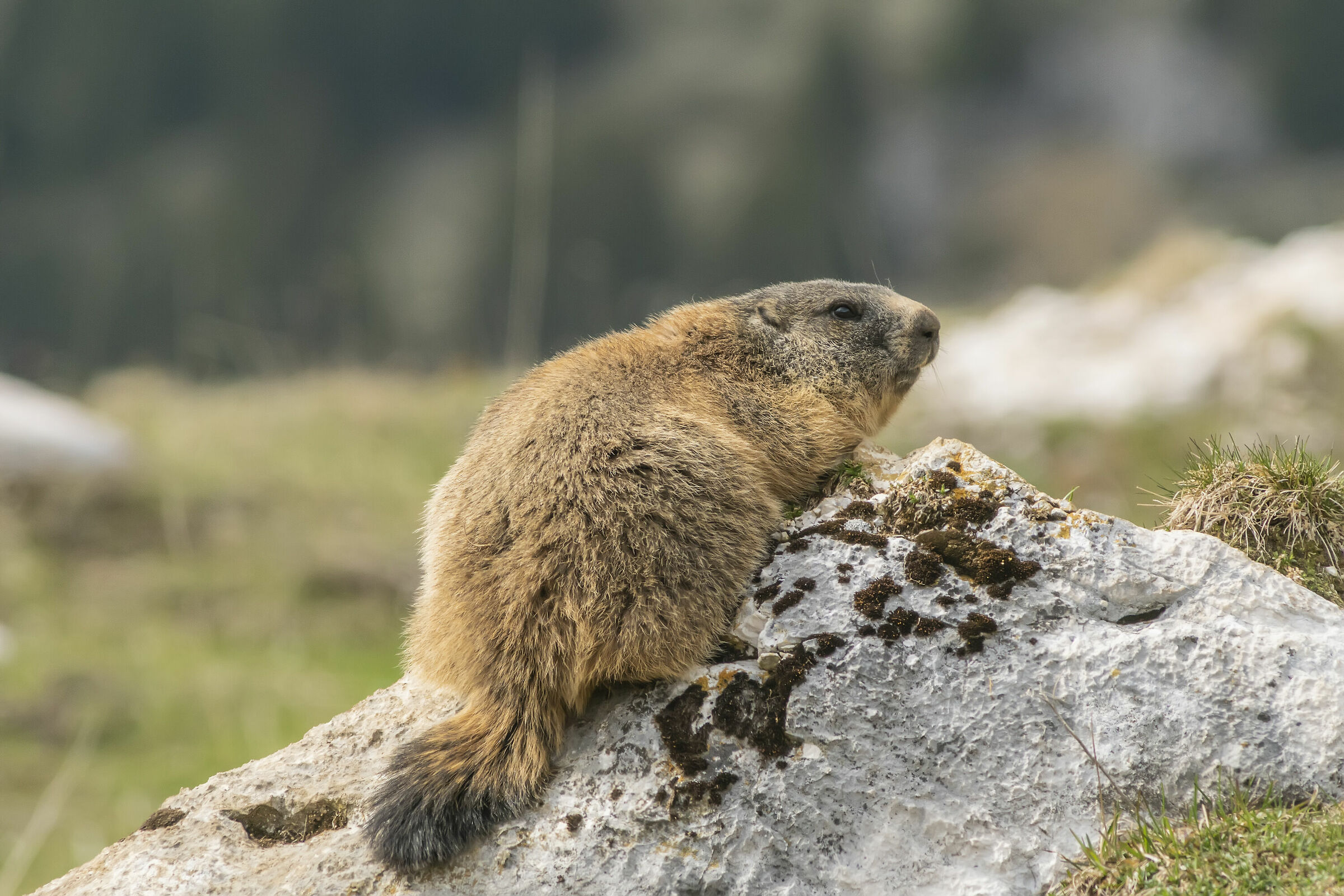 Marmotta