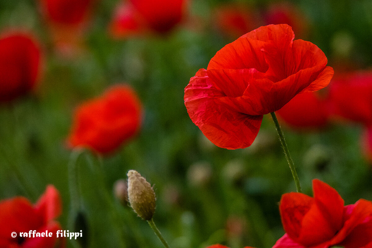 Rosso Papavero