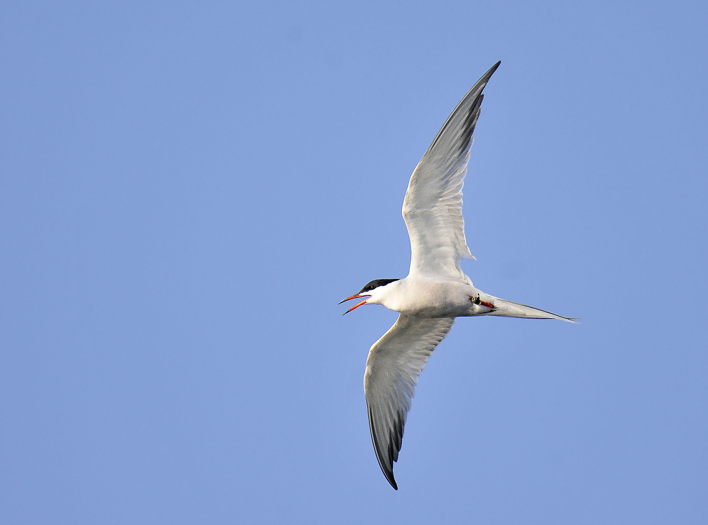 Sterna comune (Common tern) + geolocatore