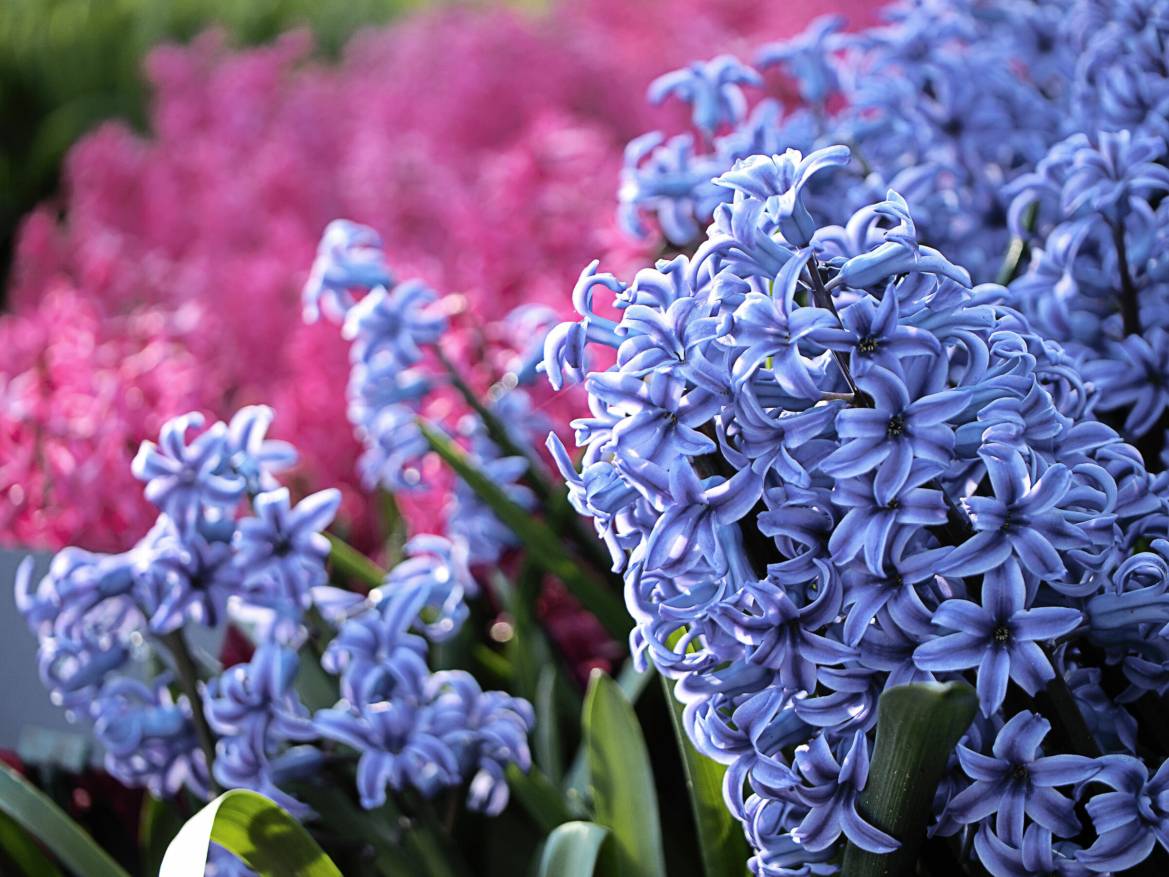 Hyacinths