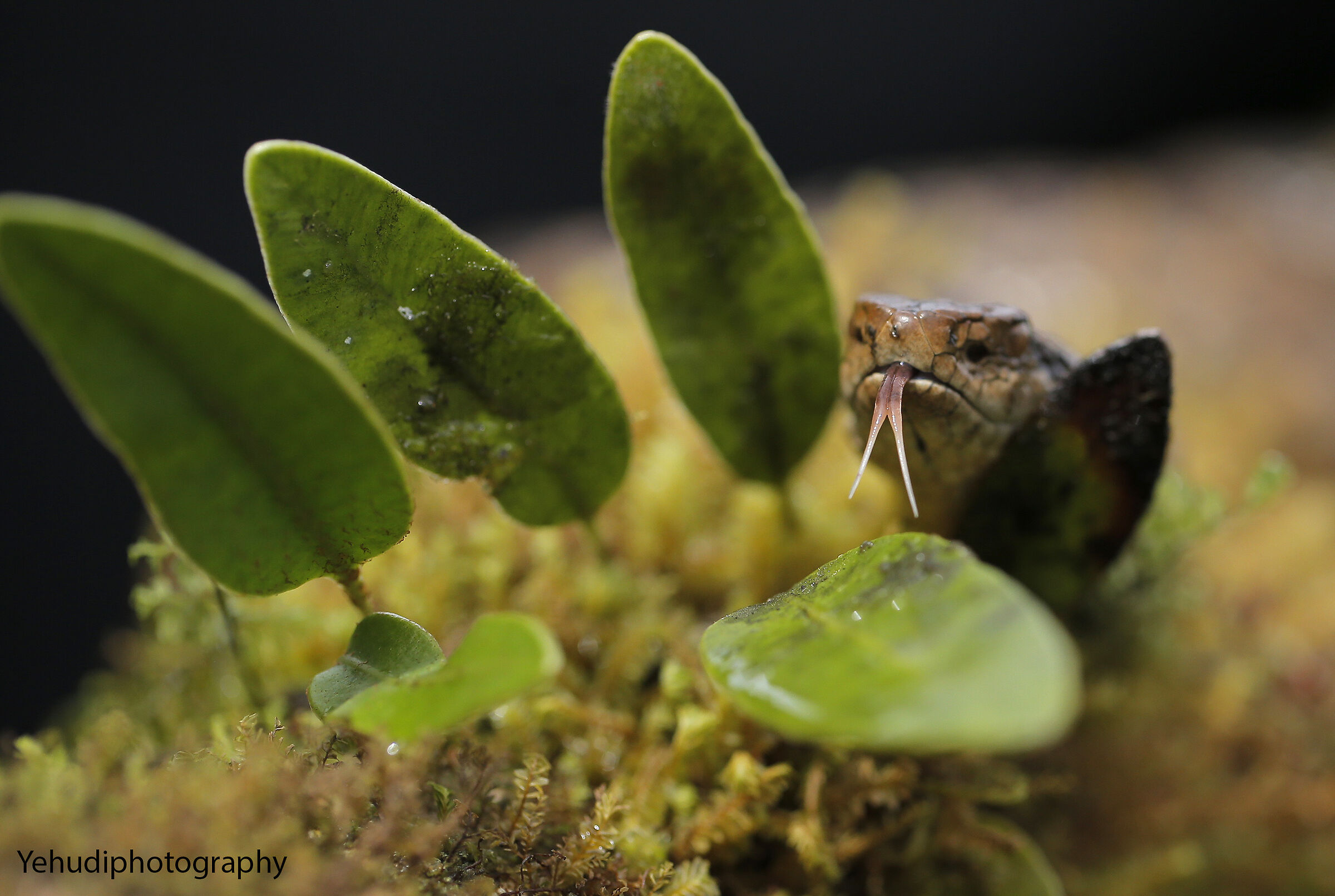 Montane Pitviper (Cerrophidion Sassay)