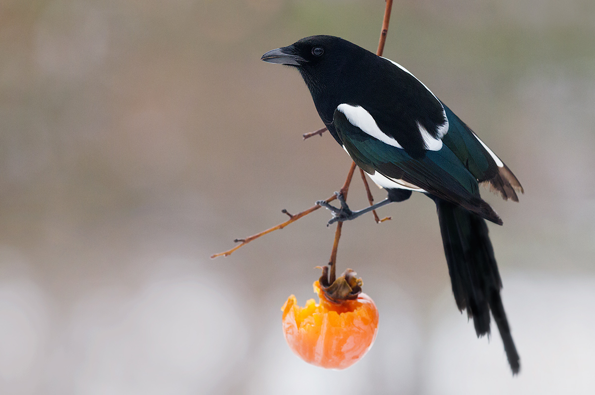 greedy magpie