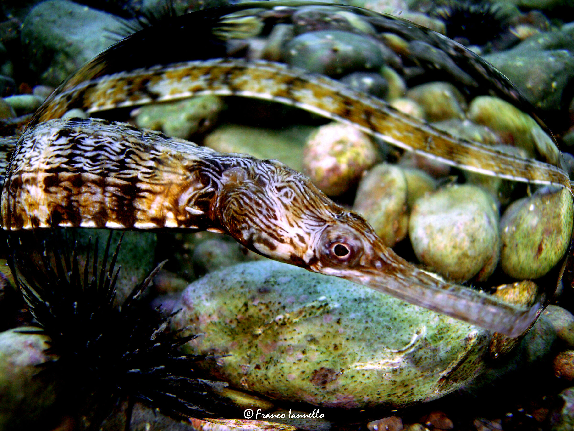 Pearls of the upper Adriatic