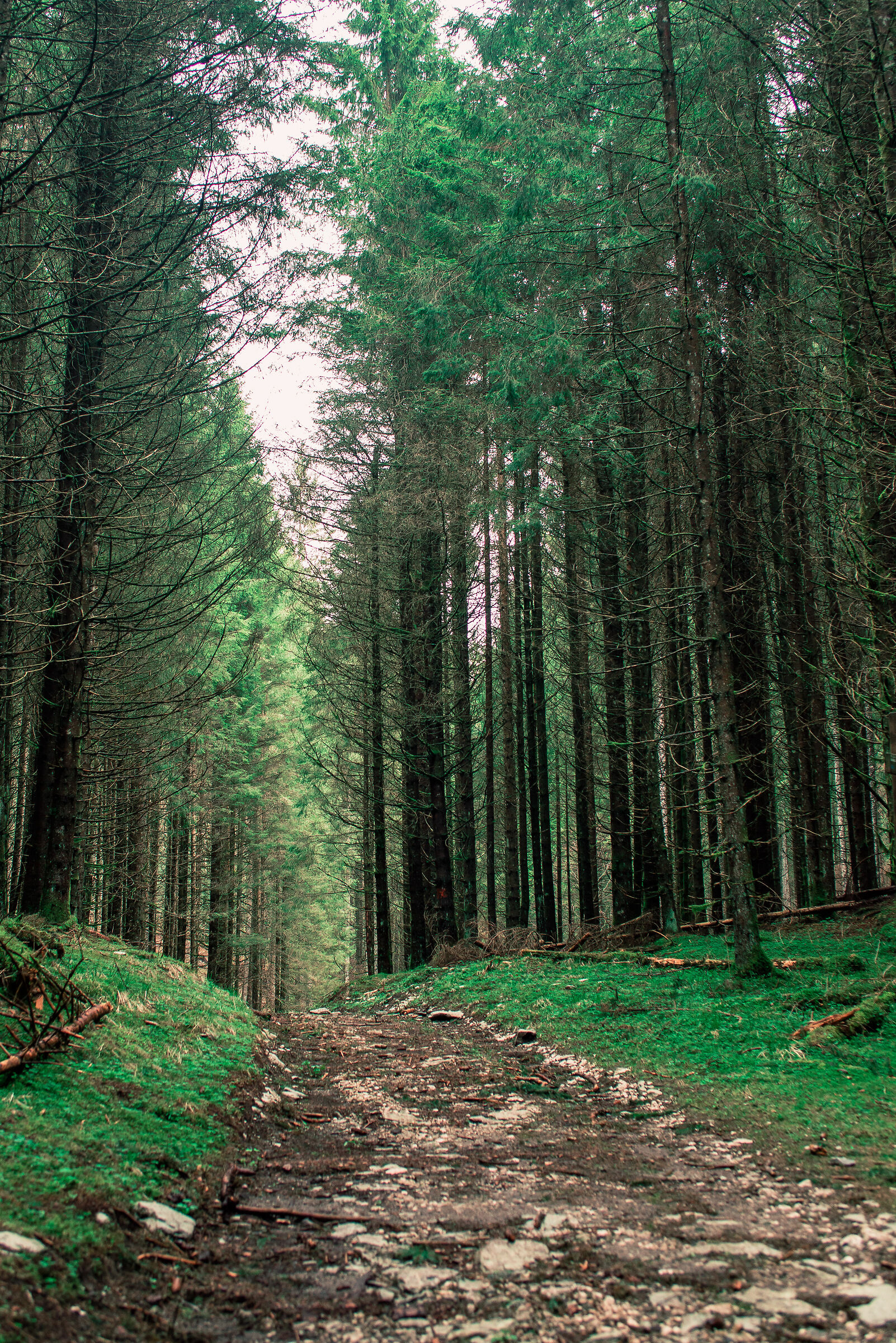 Foresta del Cansiglio