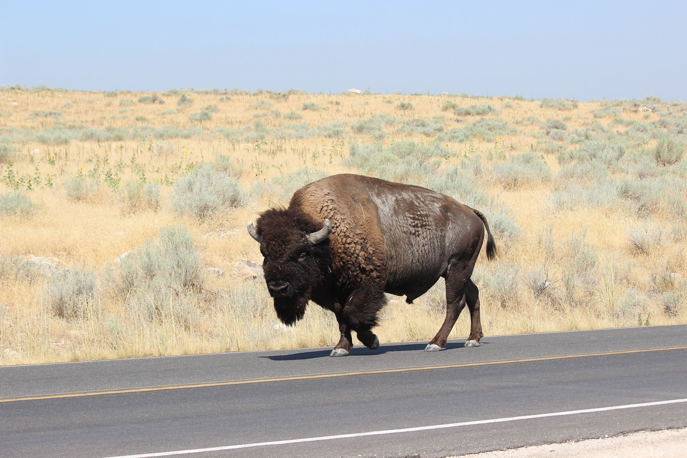 On the road-Antelope Island