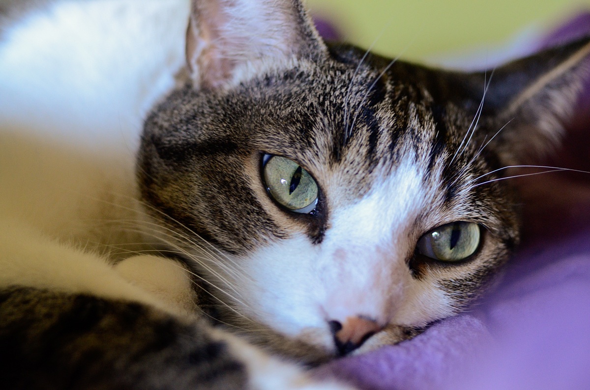 Ronhy to relax between the covers, but always vigilant ..